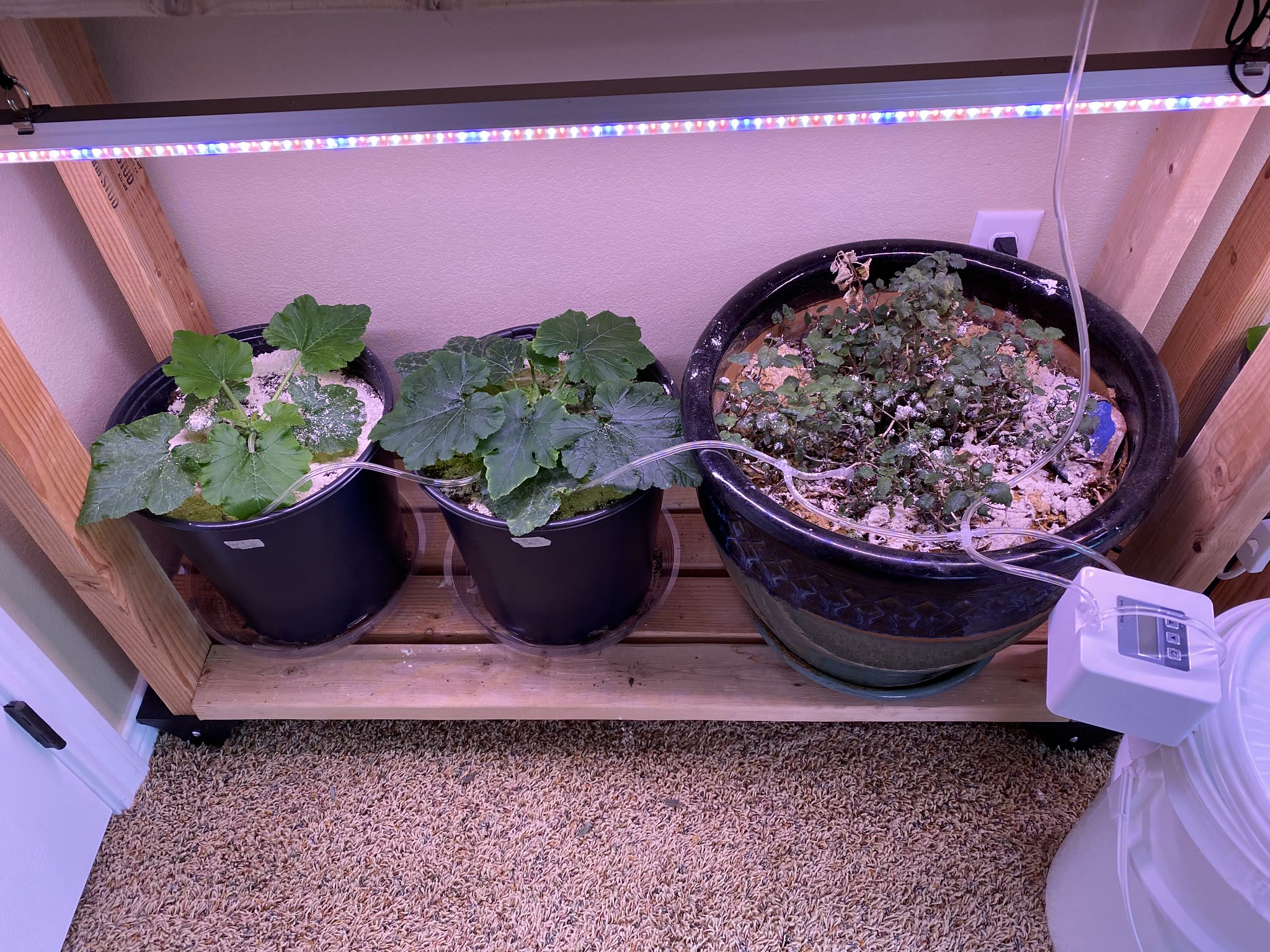 Update #11: Everything's growing well, and I'm really loving the drip system! An unexpected bonus of the drip is that the DE…