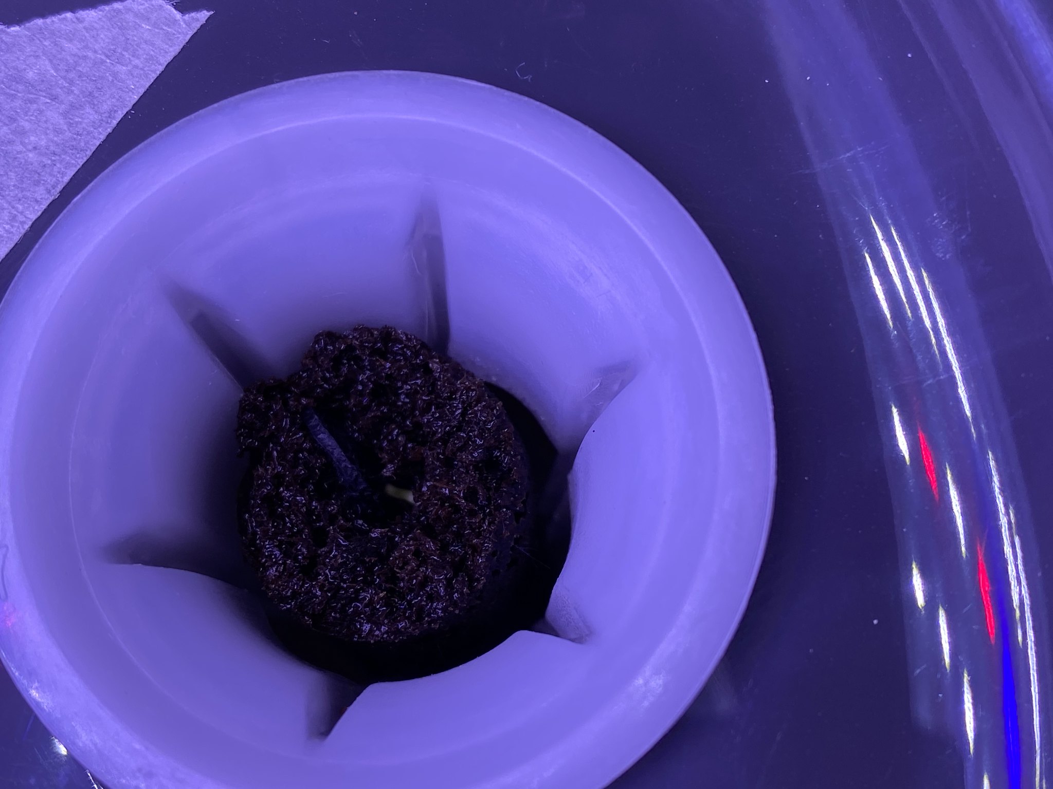 Update #5: Eggplant has pushed up far enough that it's almost time to take off his dome!!And, best of all, a barely-able-to…