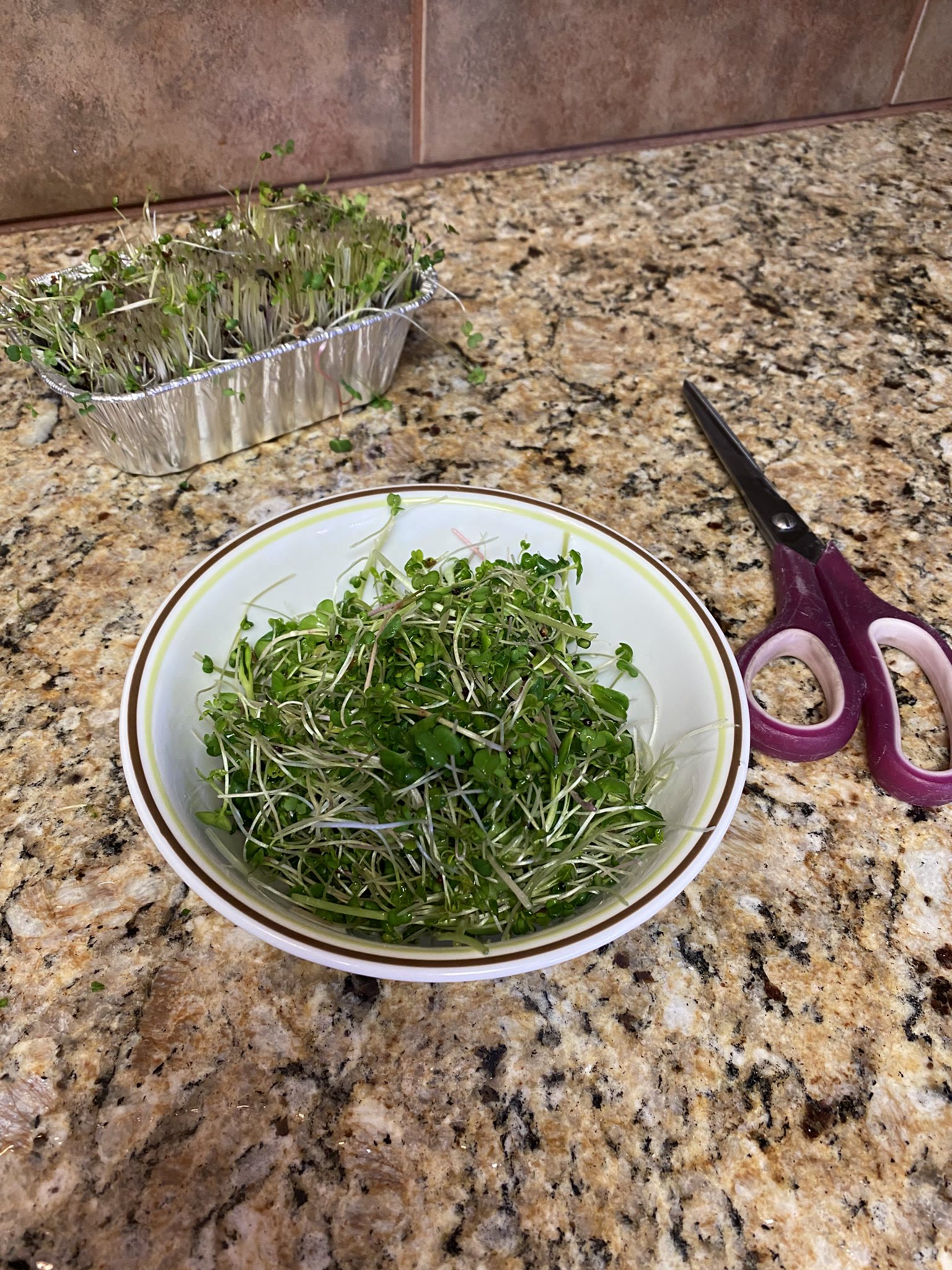 Update #26: Today was the earliest recommended harvest day for the first batch of sprouts, so Taste Test Time!! This is what…