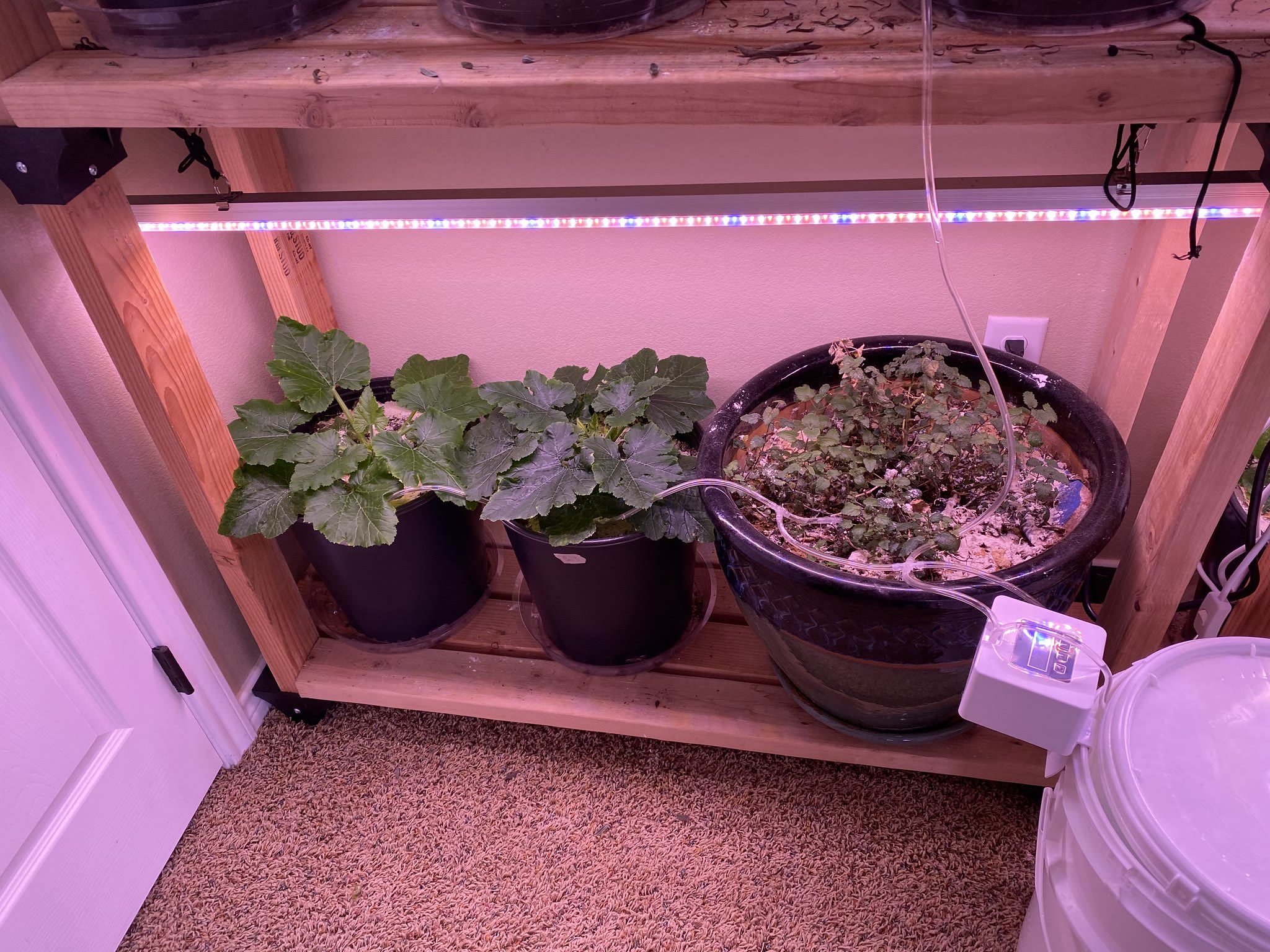 Update #12: We have ~blooms~!!!!Zucchini, really just buds but!! Still so exciting to see!!Cucumber blooms!!!! As the vines …