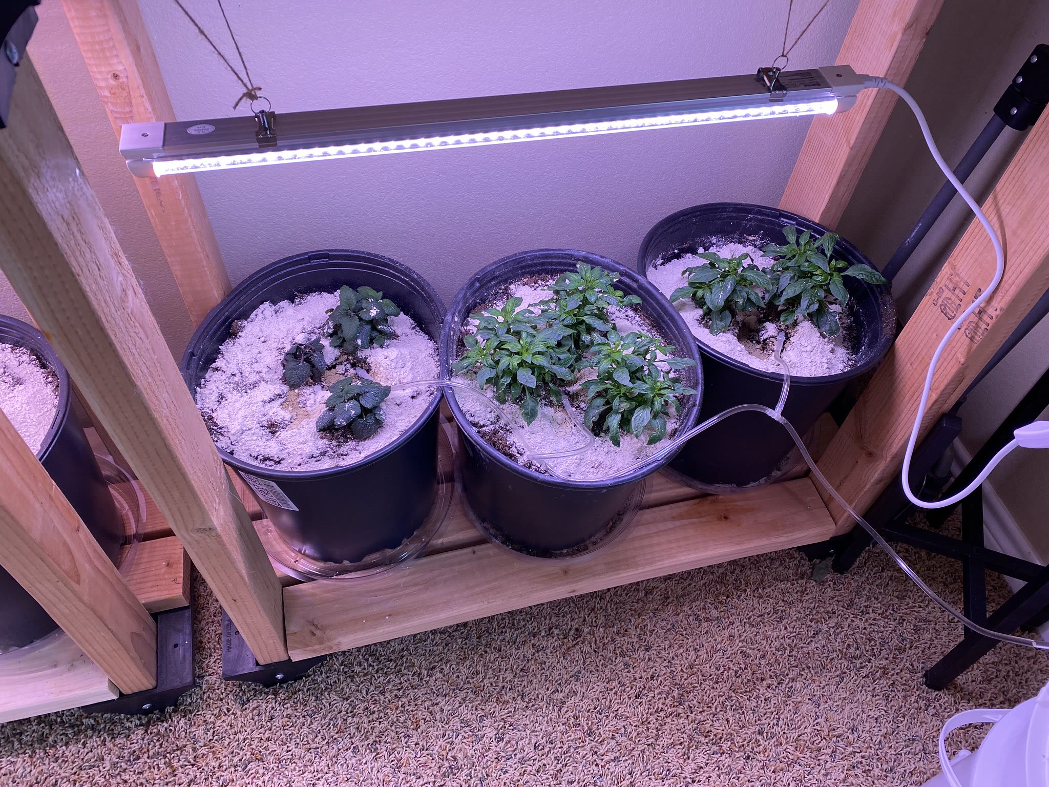 Update #11: Everything's growing well, and I'm really loving the drip system! An unexpected bonus of the drip is that the DE…