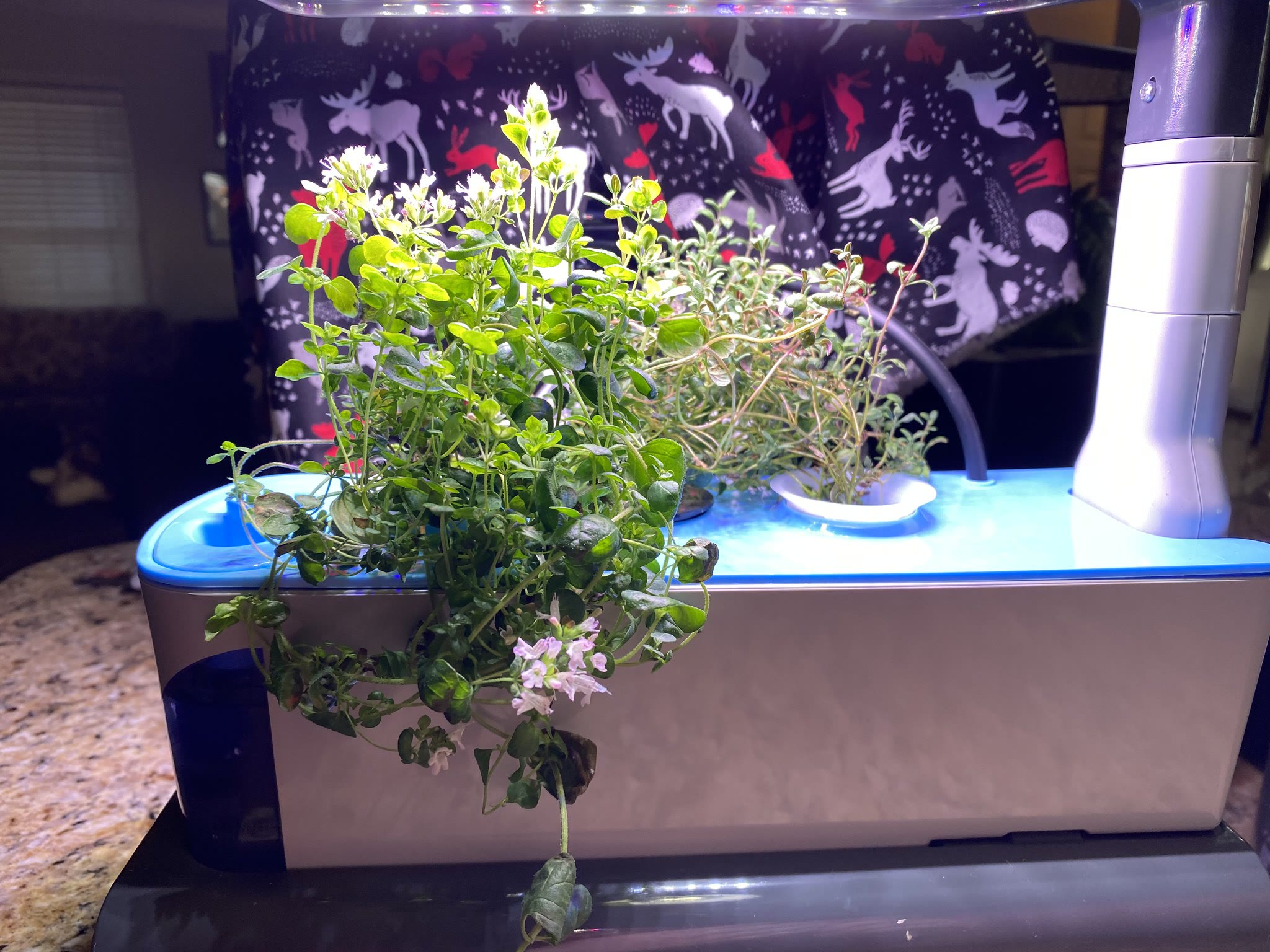 Update #2: They like their new home! And the oregano is blooming. I feel like I read somewhere you're not really supposed t…