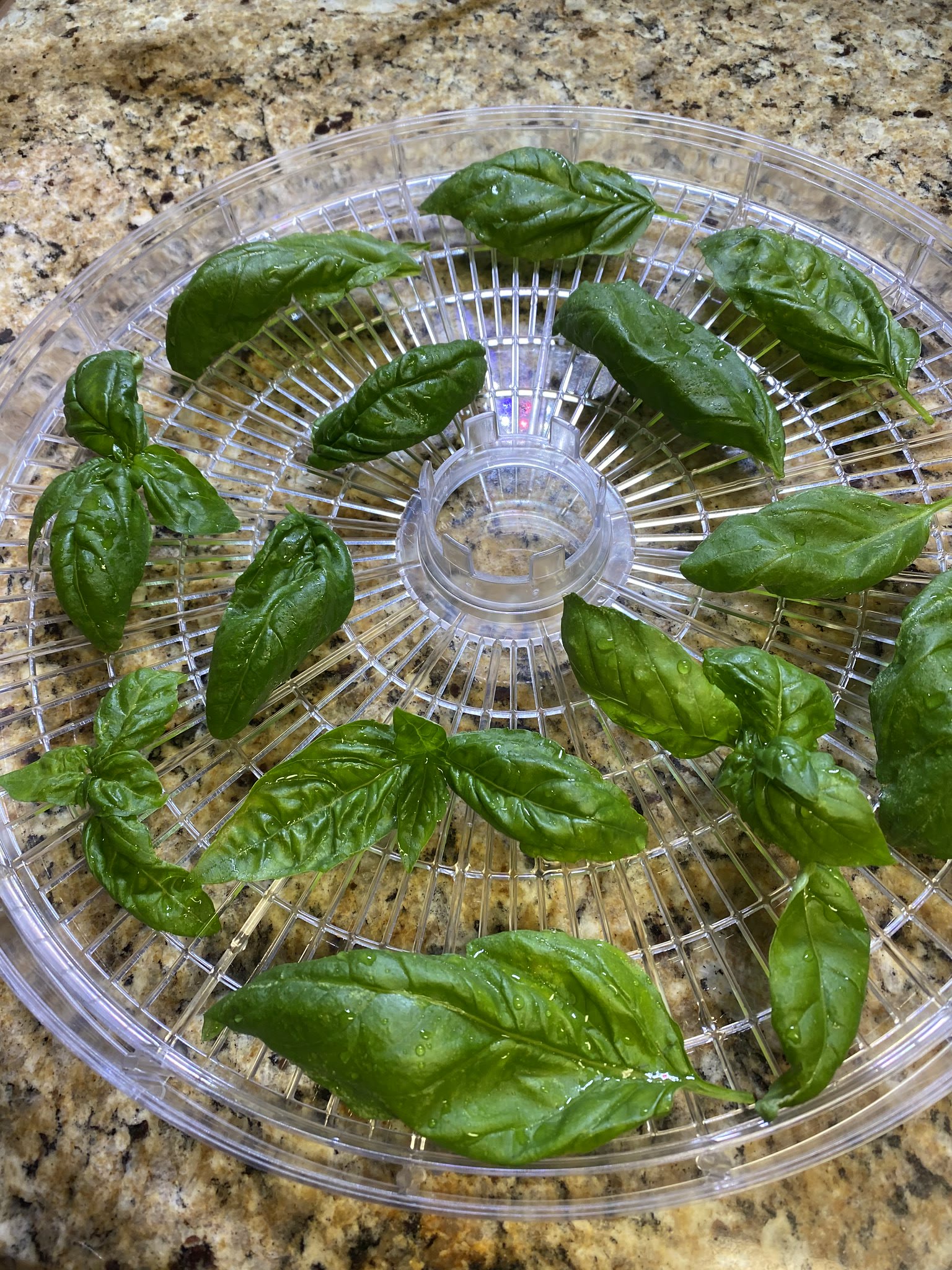 Update #1: Terminated the kitchen Coleus and the Sprout greens, and now I have kitchen herbs!! Cut the two basils back quit…