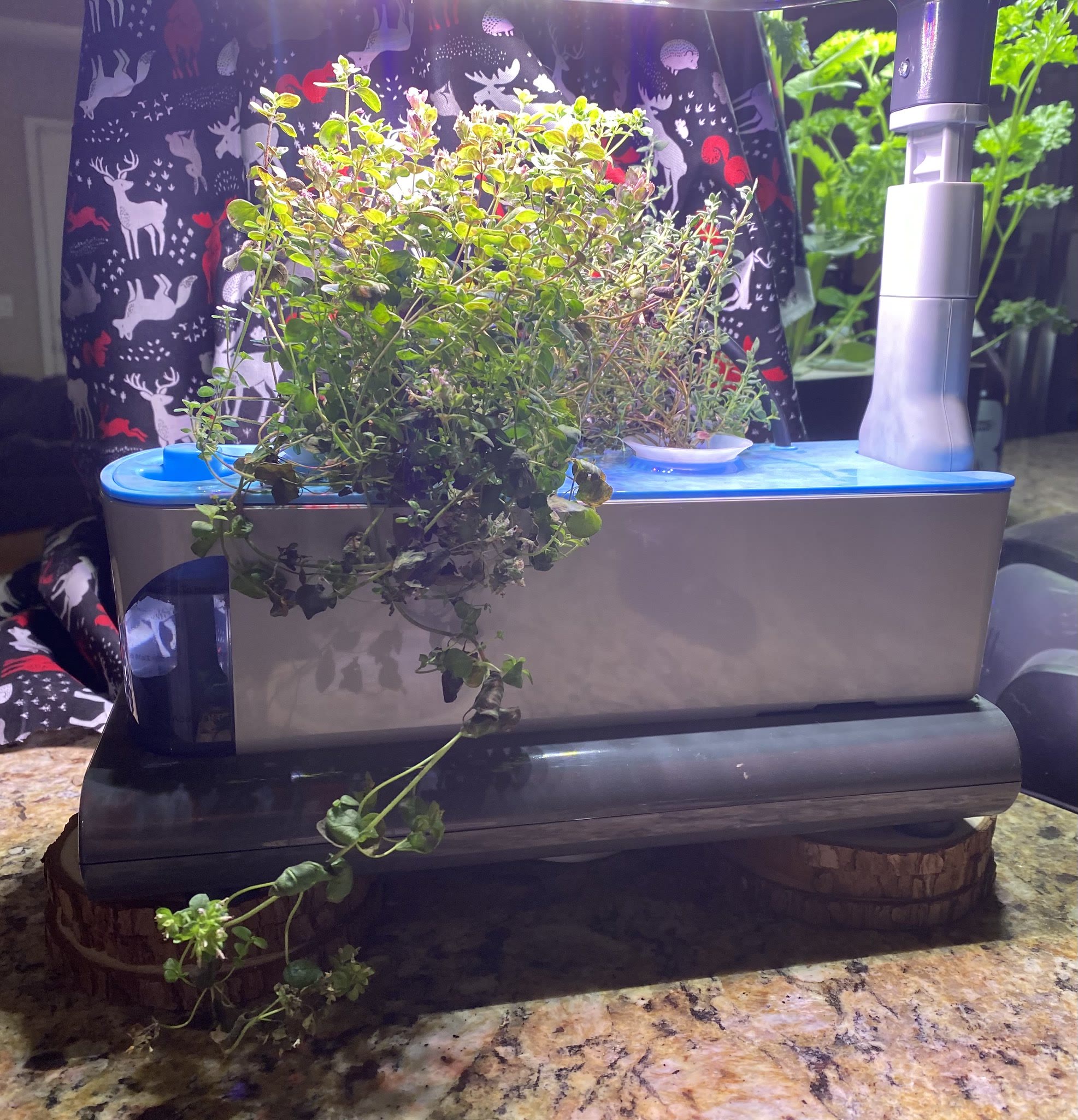 Update #3: Gotta trim the valerian today. I'm tempted to try it out but I'm also a bit nervous to find out what it would do…
