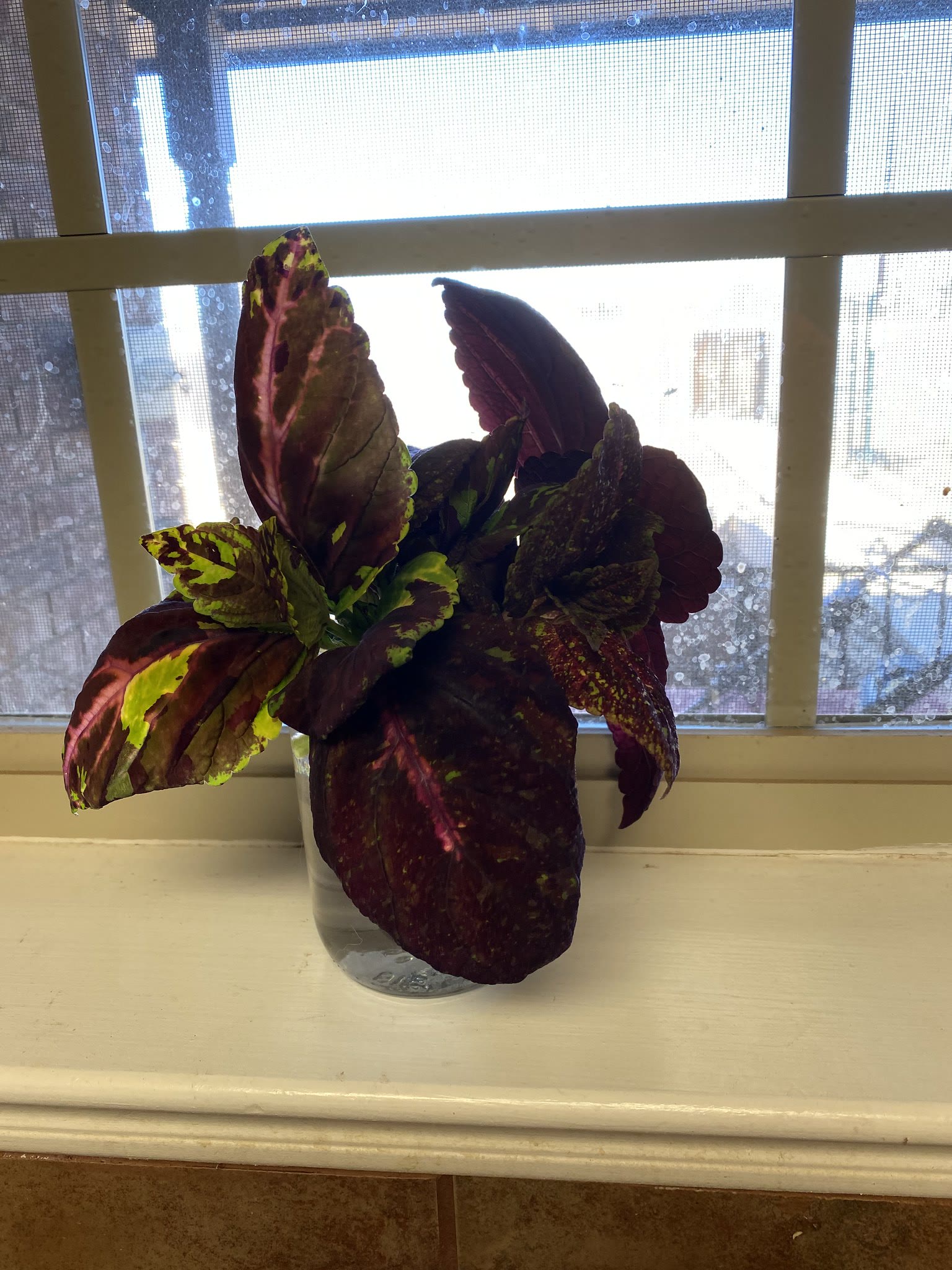 Update #1: Terminated the kitchen Coleus and the Sprout greens, and now I have kitchen herbs!! Cut the two basils back quit…