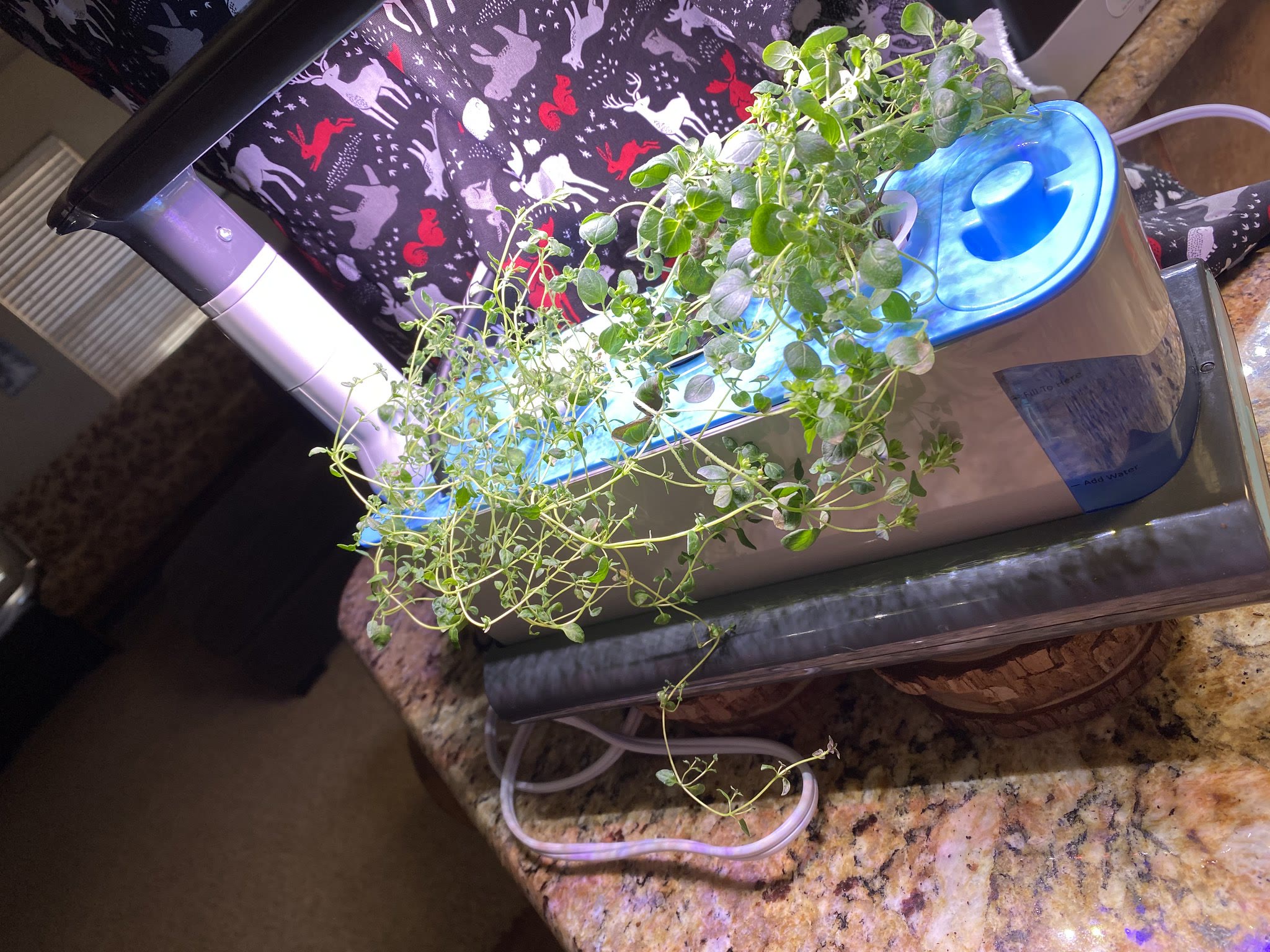 Update #1: Terminated the kitchen Coleus and the Sprout greens, and now I have kitchen herbs!! Cut the two basils back quit…