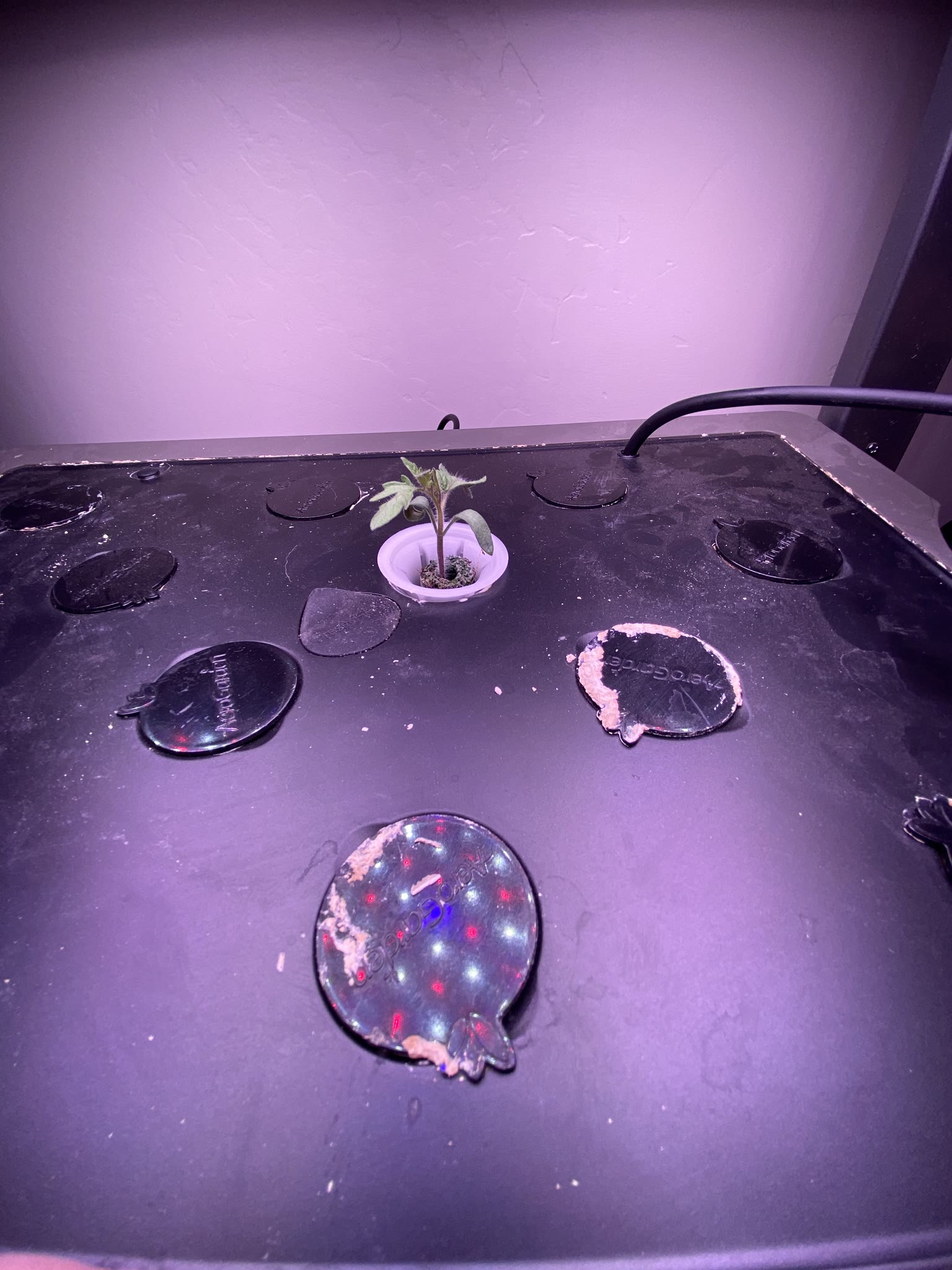 Update #3: Gardens are making great progress!! Fed them a day late, because Work Happened yesterday and I forgot lol. But I…