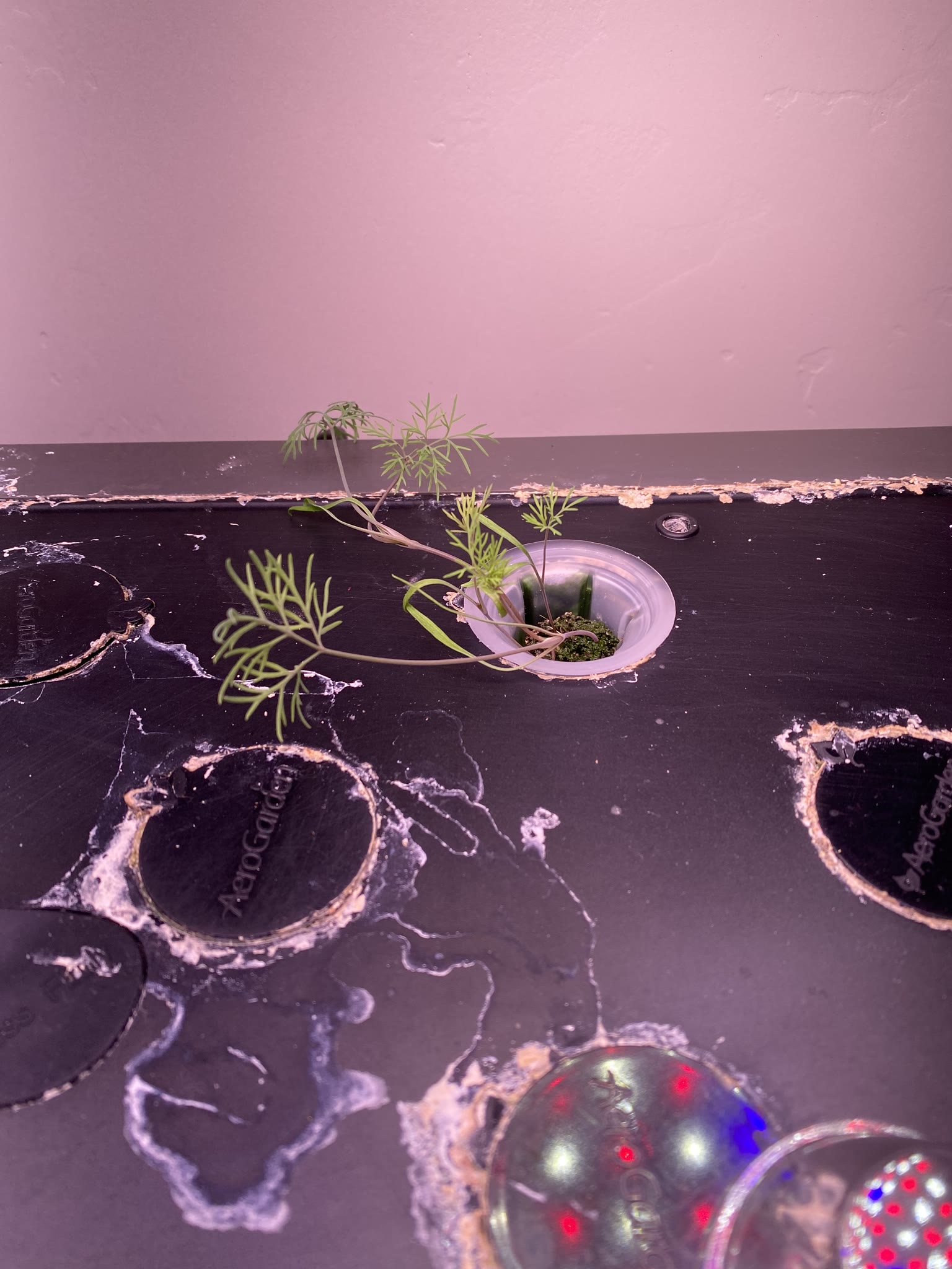 Update #3: Gardens are making great progress!! Fed them a day late, because Work Happened yesterday and I forgot lol. But I…