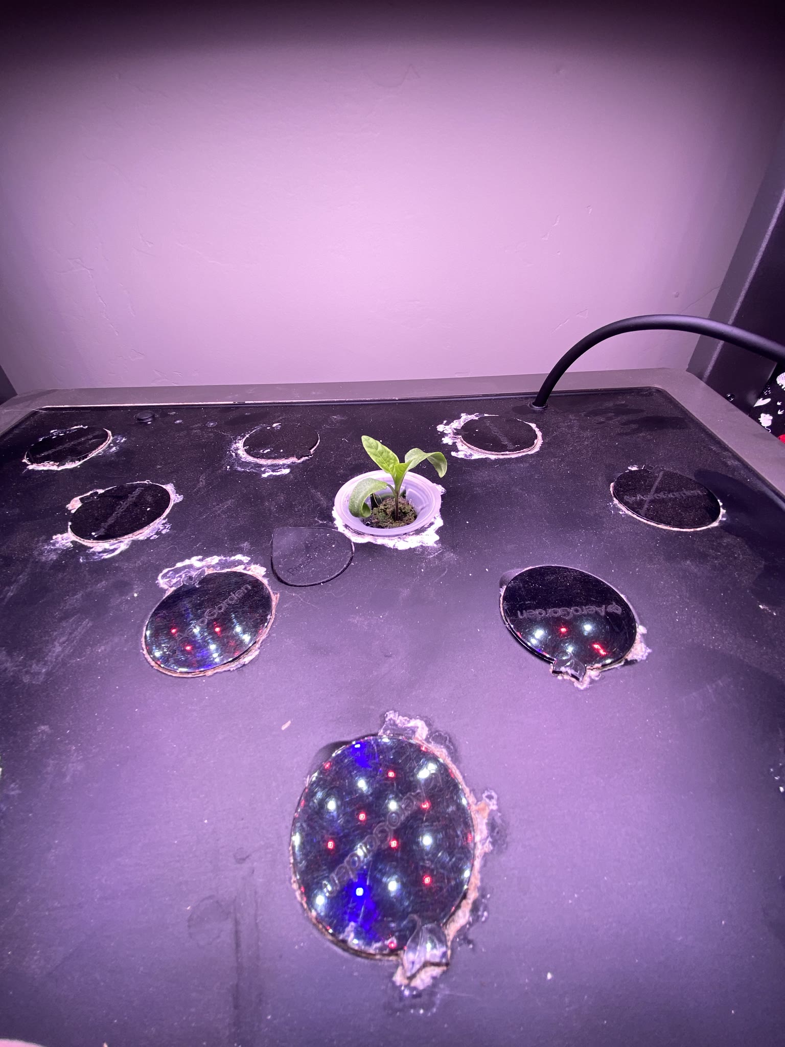 Update #3: Gardens are making great progress!! Fed them a day late, because Work Happened yesterday and I forgot lol. But I…