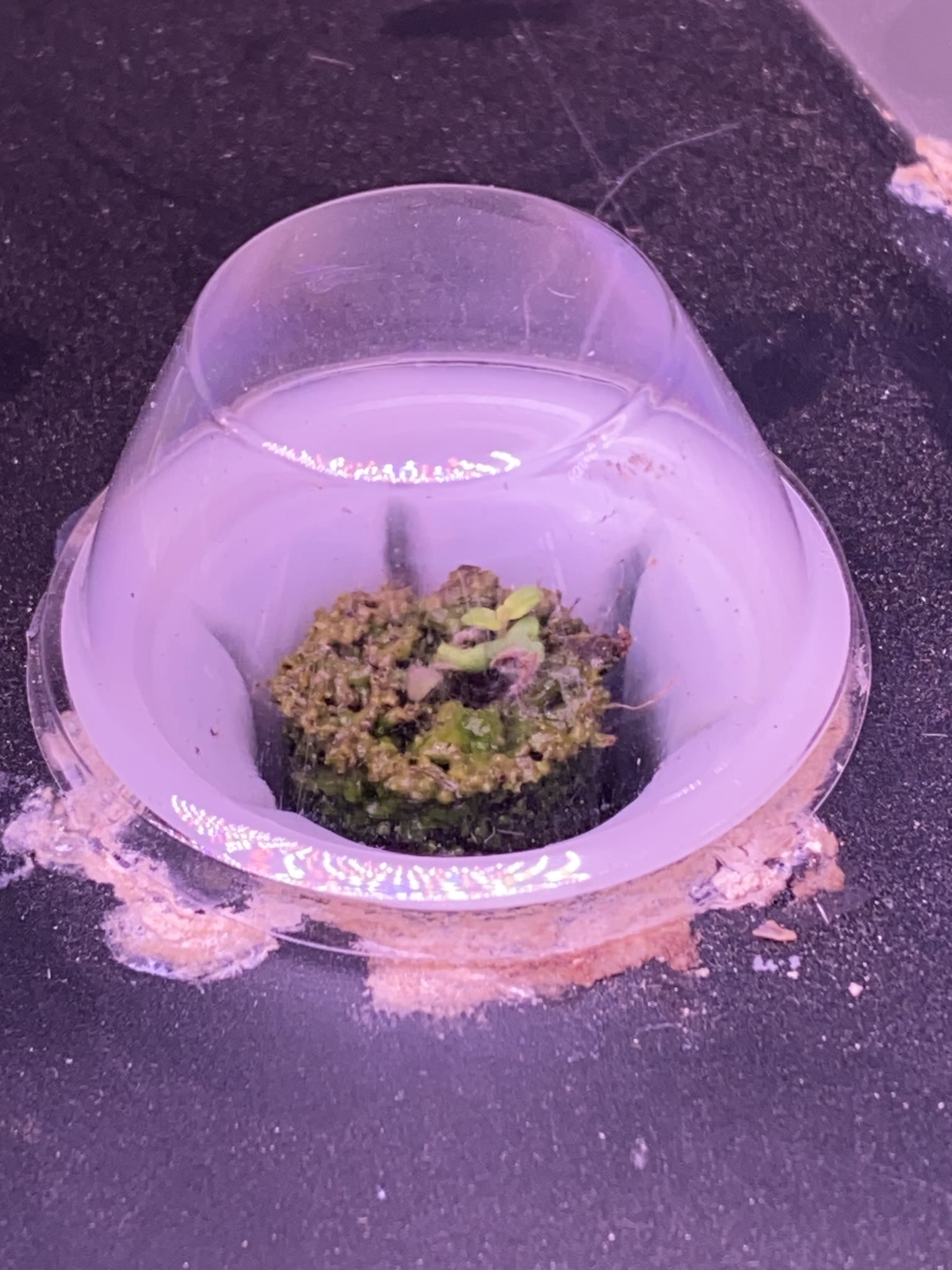 Update #3: Gardens are making great progress!! Fed them a day late, because Work Happened yesterday and I forgot lol. But I…