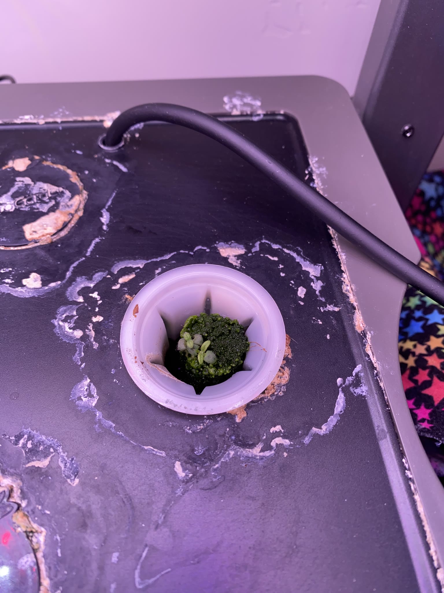 Update #3: Gardens are making great progress!! Fed them a day late, because Work Happened yesterday and I forgot lol. But I…