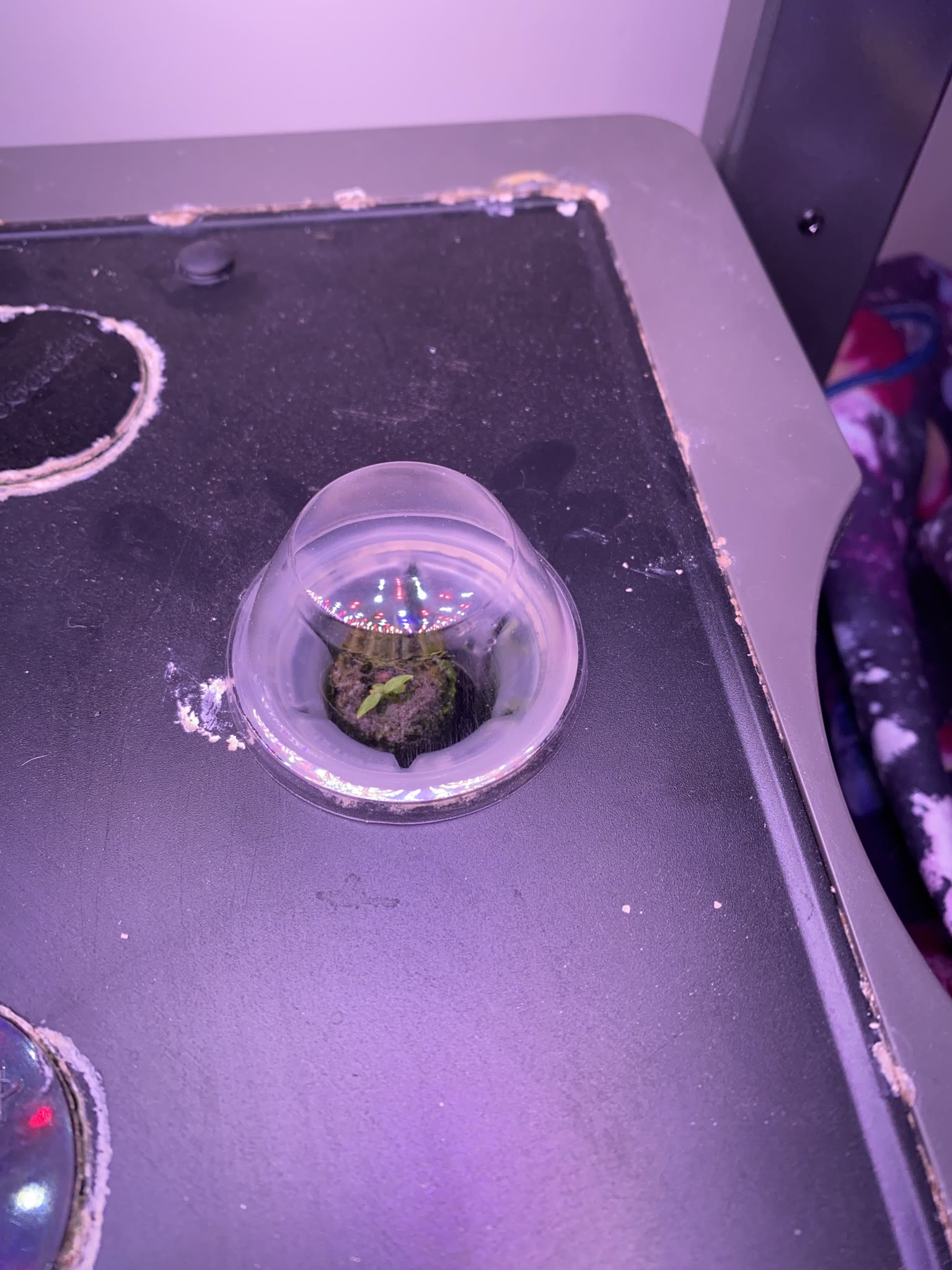 Update #3: Gardens are making great progress!! Fed them a day late, because Work Happened yesterday and I forgot lol. But I…