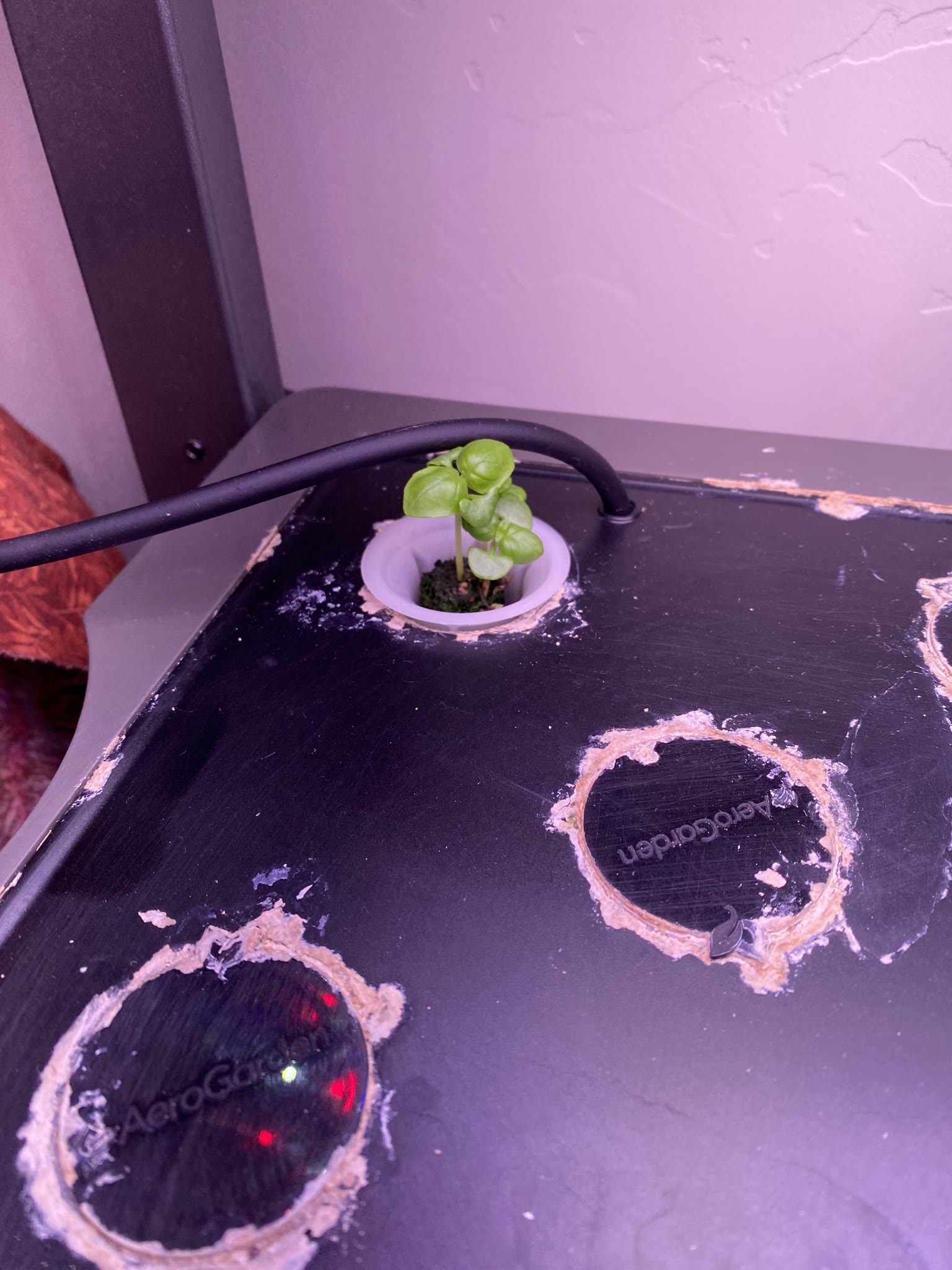 Update #3: Gardens are making great progress!! Fed them a day late, because Work Happened yesterday and I forgot lol. But I…