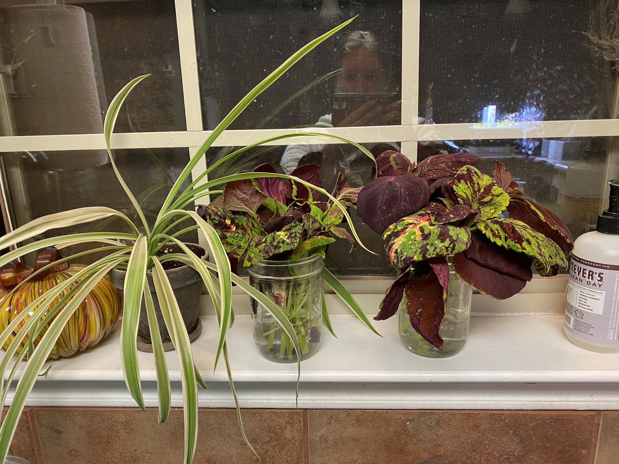Update #9: Thank you for that!! The article was very helpful. When it comes to ornamental things like this I have a bad hab…