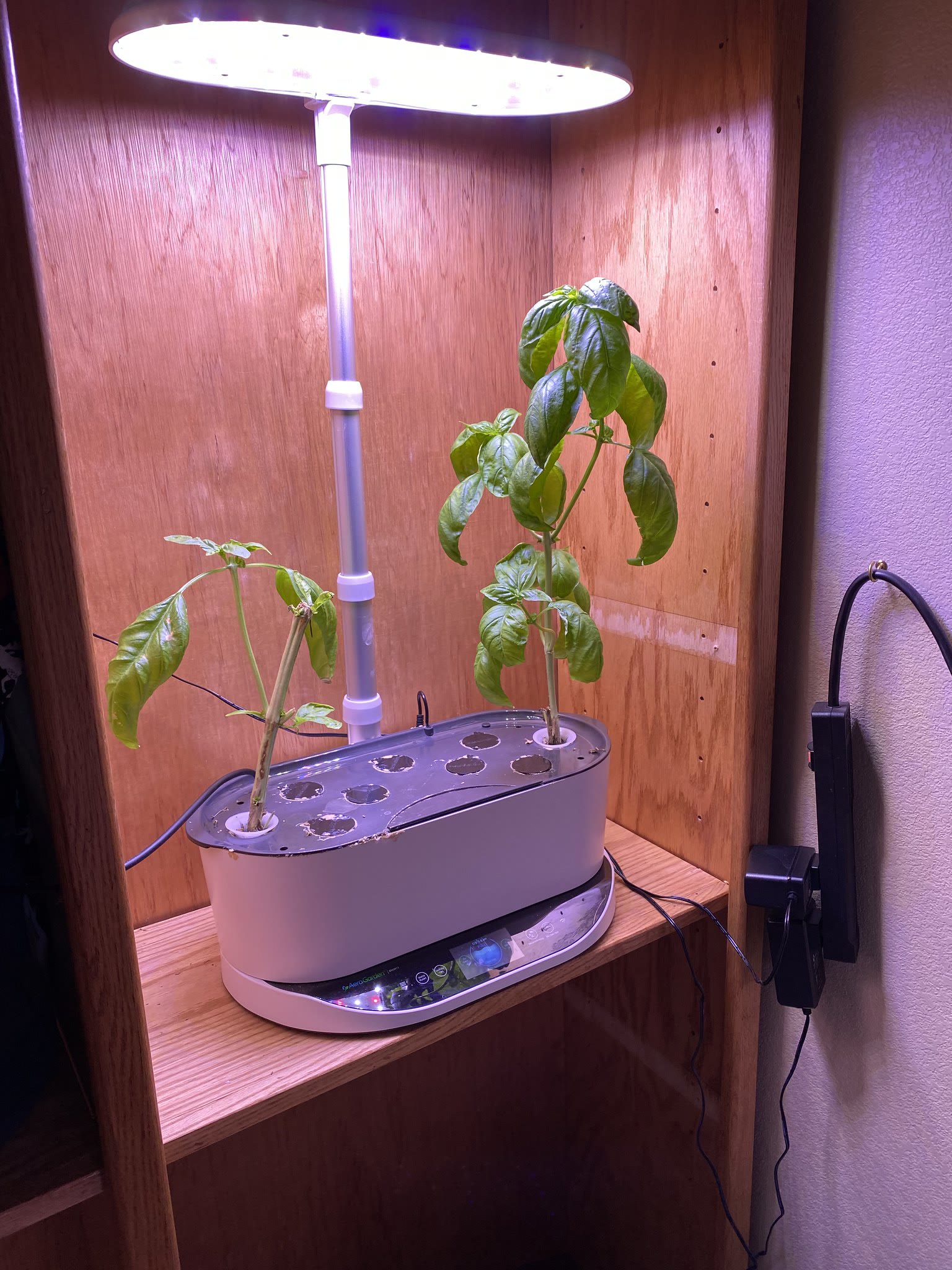 Update #10: I thinking I'll trim the sage up a bit tomorrow, it's starting to grow outside of the machine!! Same for the ore…