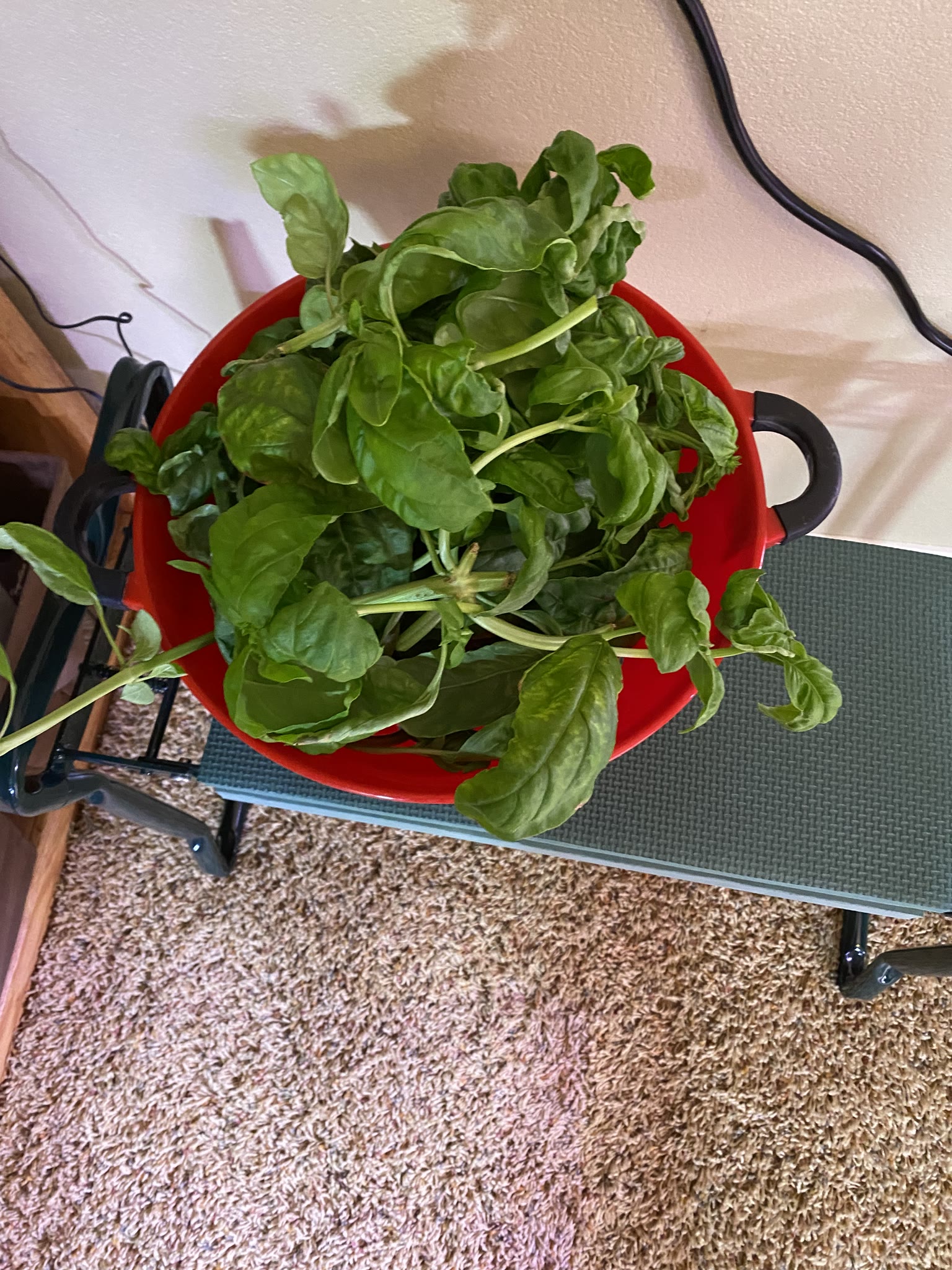 Update #21: Basil got a trimming Parsley's still doing well