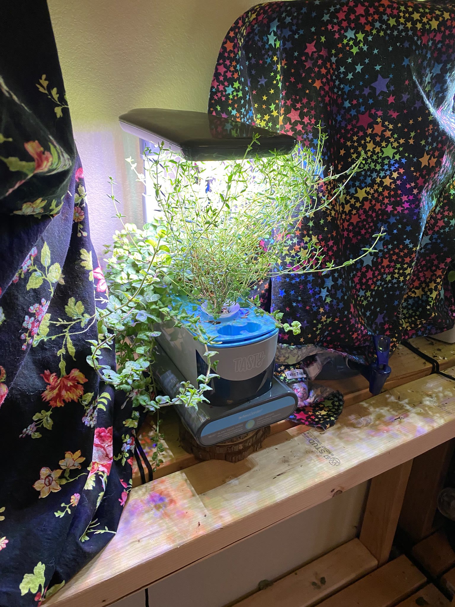 Update #8: I'm going to need to harvest and dry herbs in a few days when I get back home!! Headed to Lubbock tomorrow for v…