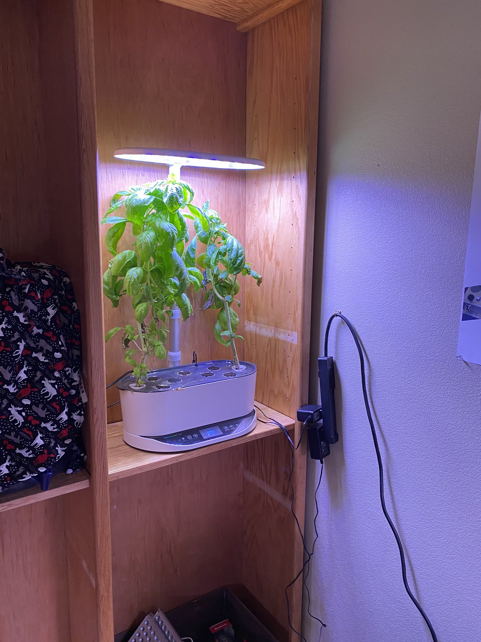 Update #14: Parsley's still growing! Gave the basil and sage a trim! got the sage in the dehydrator and the basil ready and …