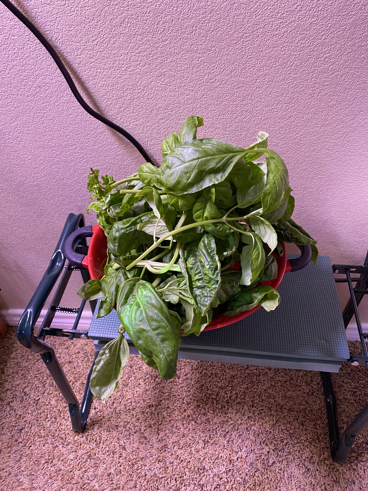 Update #19: Fed and trimmed the basil!! I think when the next feeding rolls around I'll end this. I'm overflowing with dried…