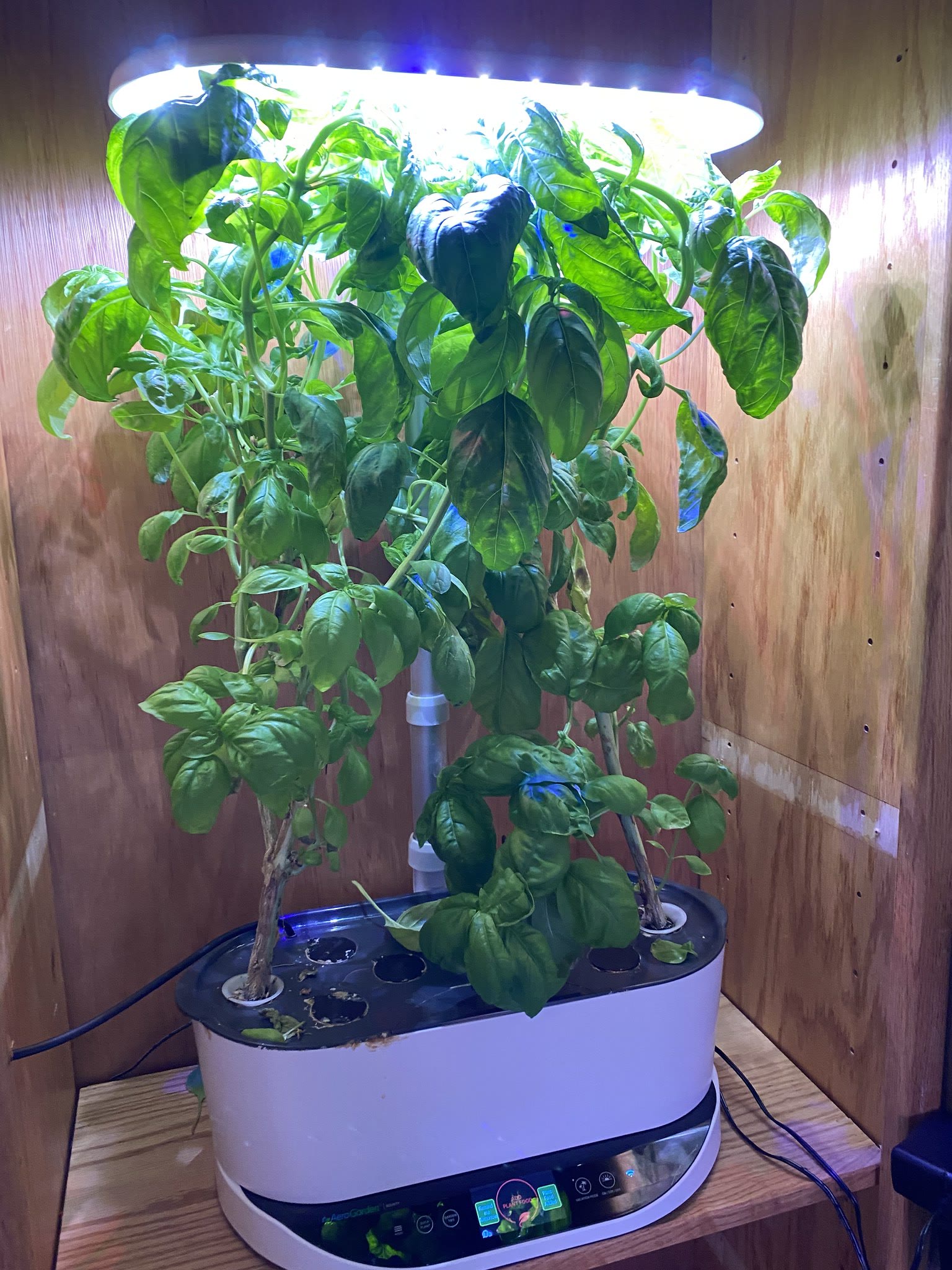 Update #16: The herbs all look good!! I think for the GAL I'm going to end two of these machines to grow the polka-dots plan…