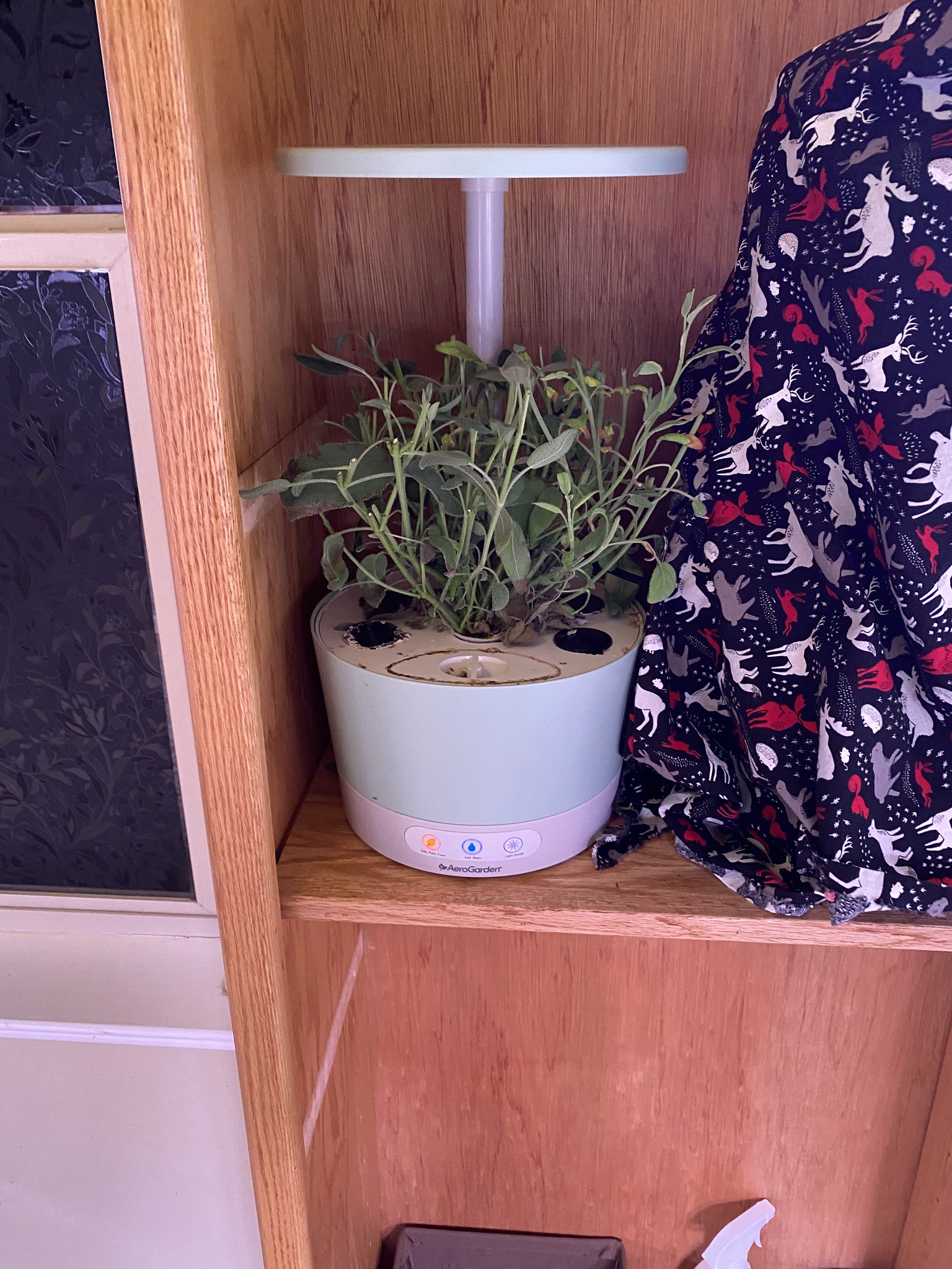 Update #14: Parsley's still growing! Gave the basil and sage a trim! got the sage in the dehydrator and the basil ready and …