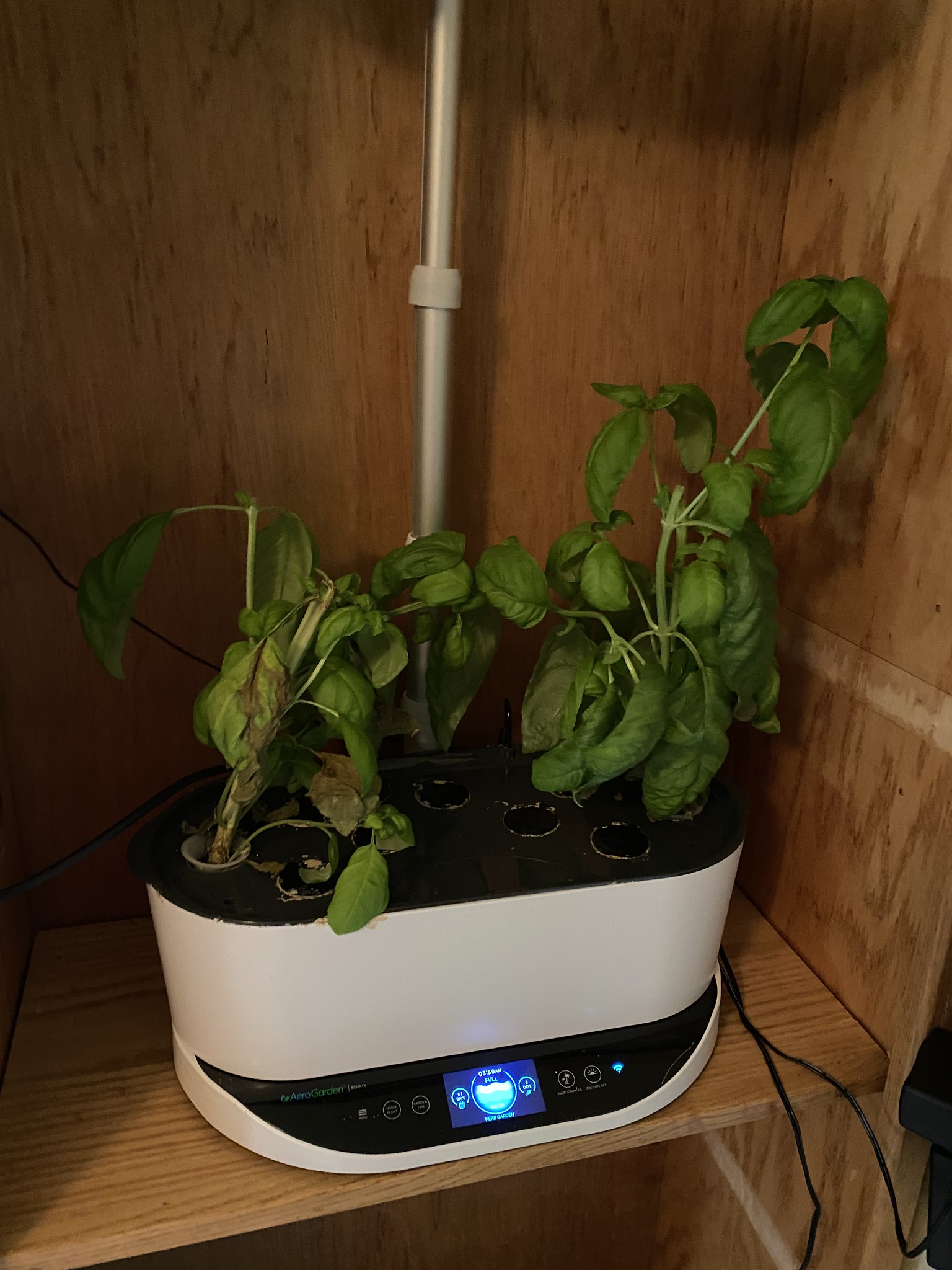 Update #9: BASIL!!!! I finally chopped down the trees!! Going to clean them up a little now, have some dead leaves around t…