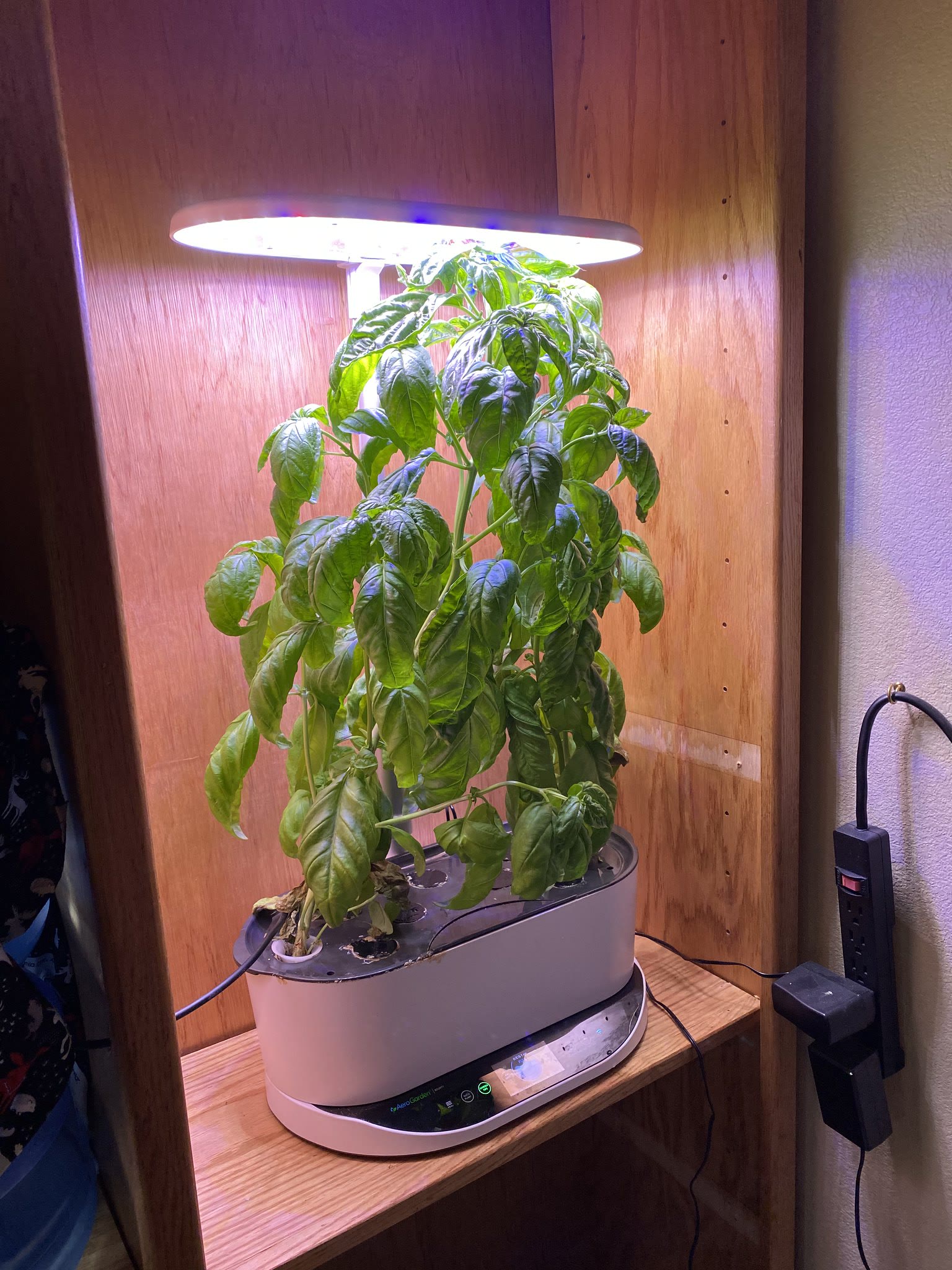 Update #8: I'm going to need to harvest and dry herbs in a few days when I get back home!! Headed to Lubbock tomorrow for v…