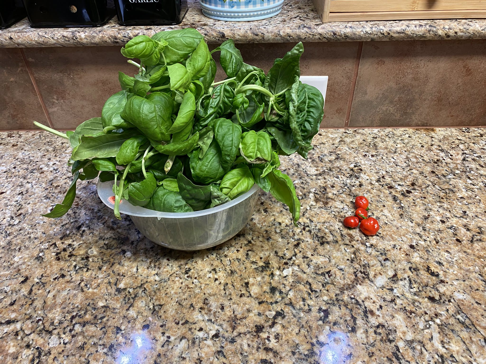 Update #15: Basil still going wild every time I turn my back!! Trimmed The harvest Sage!! Parsley Got the basil and a teeny …