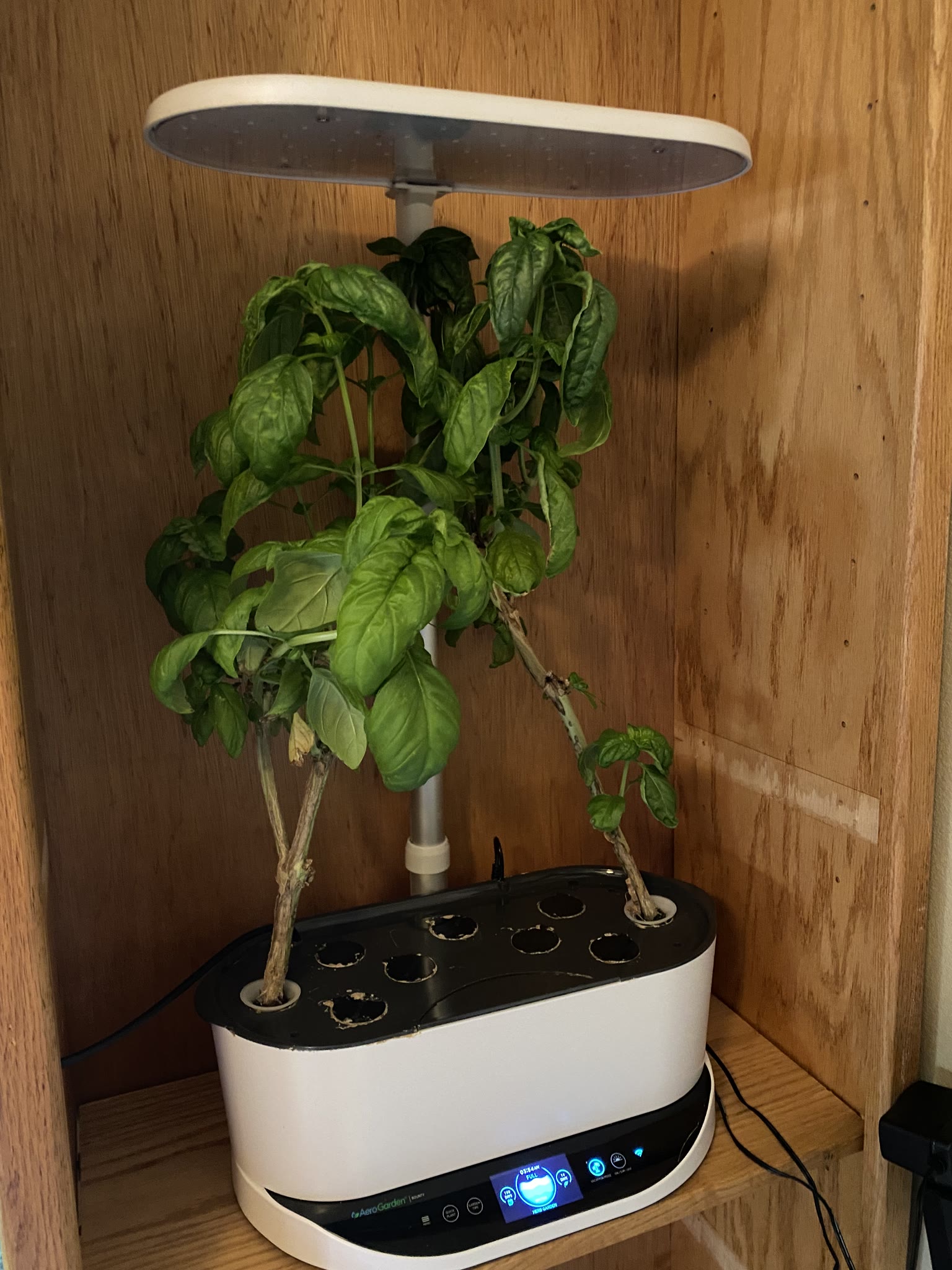 Update #20: I think the parsley may not have liked how cold the room got when it first got cold here. I think it got around …