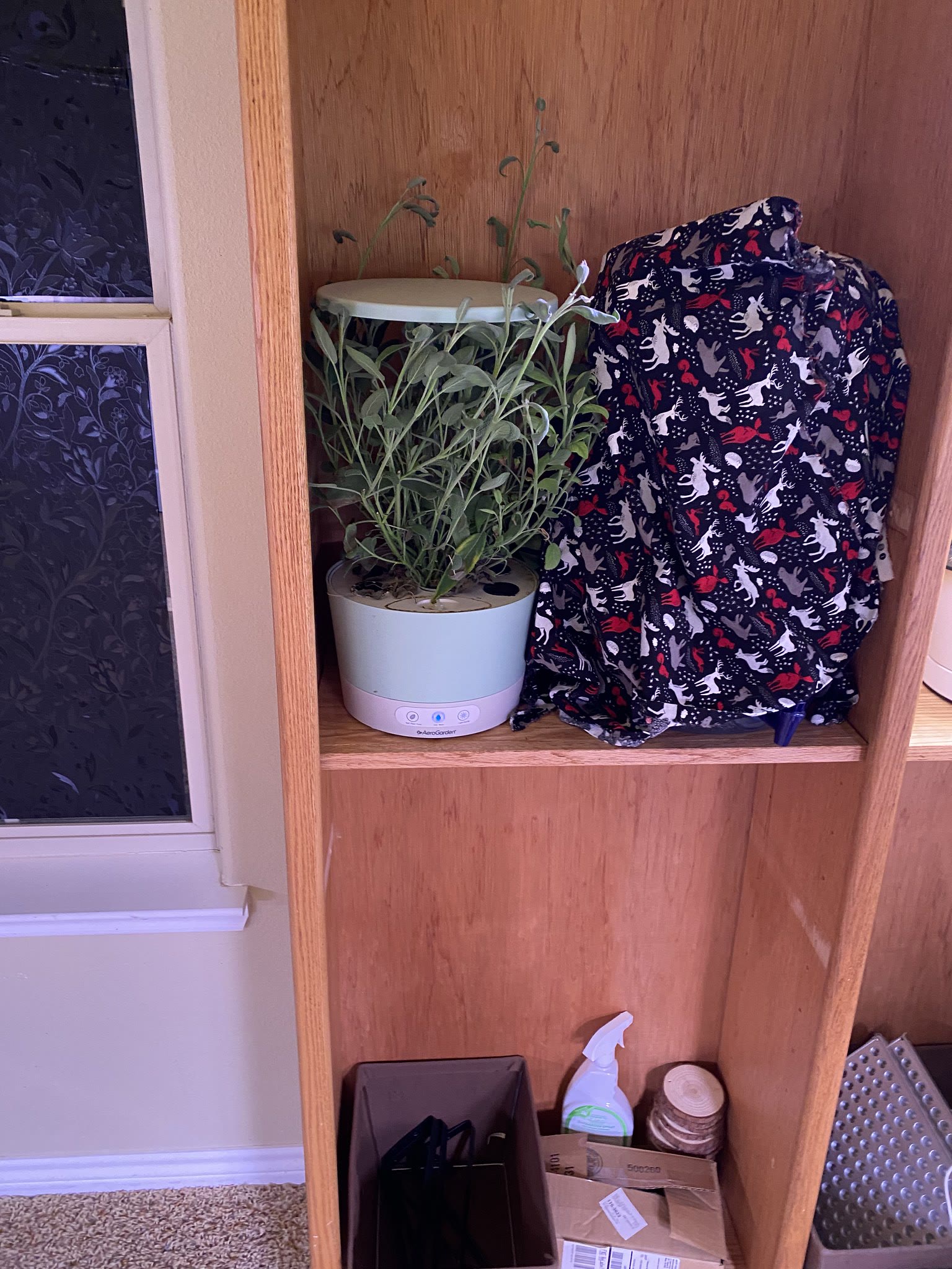 Update #14: Parsley's still growing! Gave the basil and sage a trim! got the sage in the dehydrator and the basil ready and …