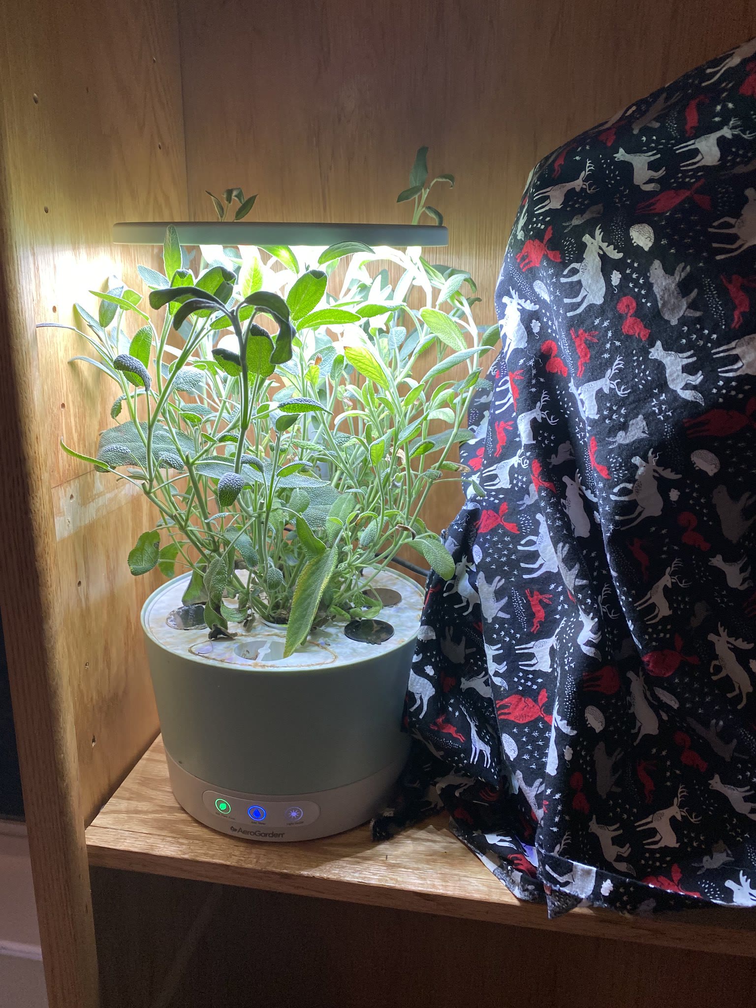 Update #13: Oregano's starting to die a little bit - may be time to replace it. Thyme still looks good Sage is still going s…