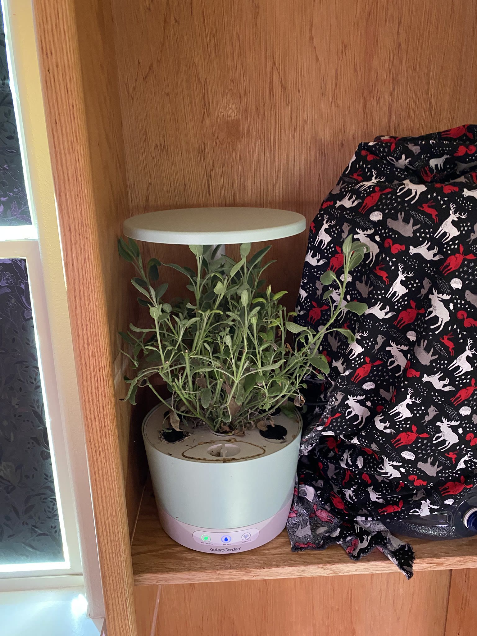 Update #15: Basil still going wild every time I turn my back!! Trimmed The harvest Sage!! Parsley Got the basil and a teeny …