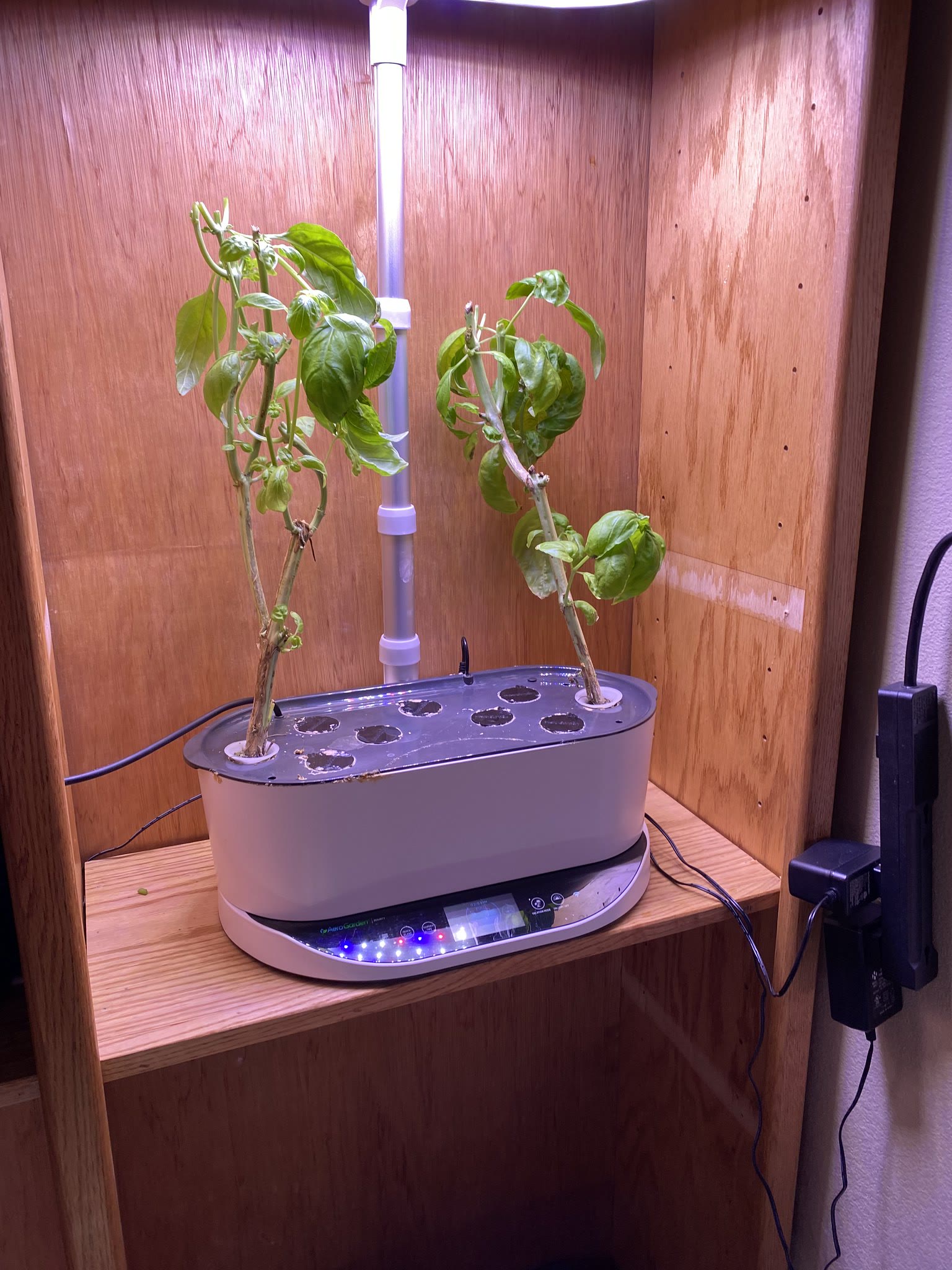 Update #15: Basil still going wild every time I turn my back!! Trimmed The harvest Sage!! Parsley Got the basil and a teeny …