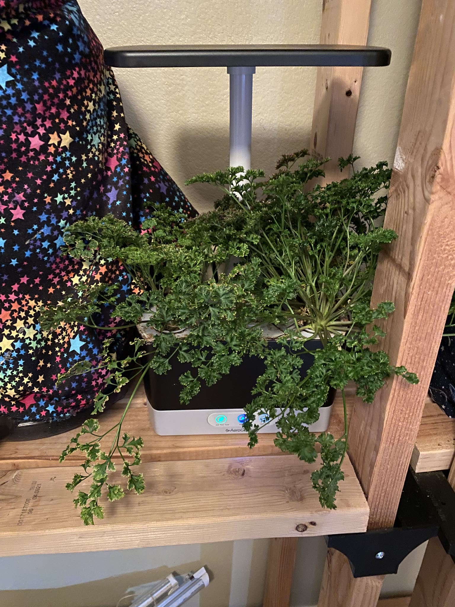 Update #22: Basil's bouncing back from the latest trim:And the parsley's doing good too!