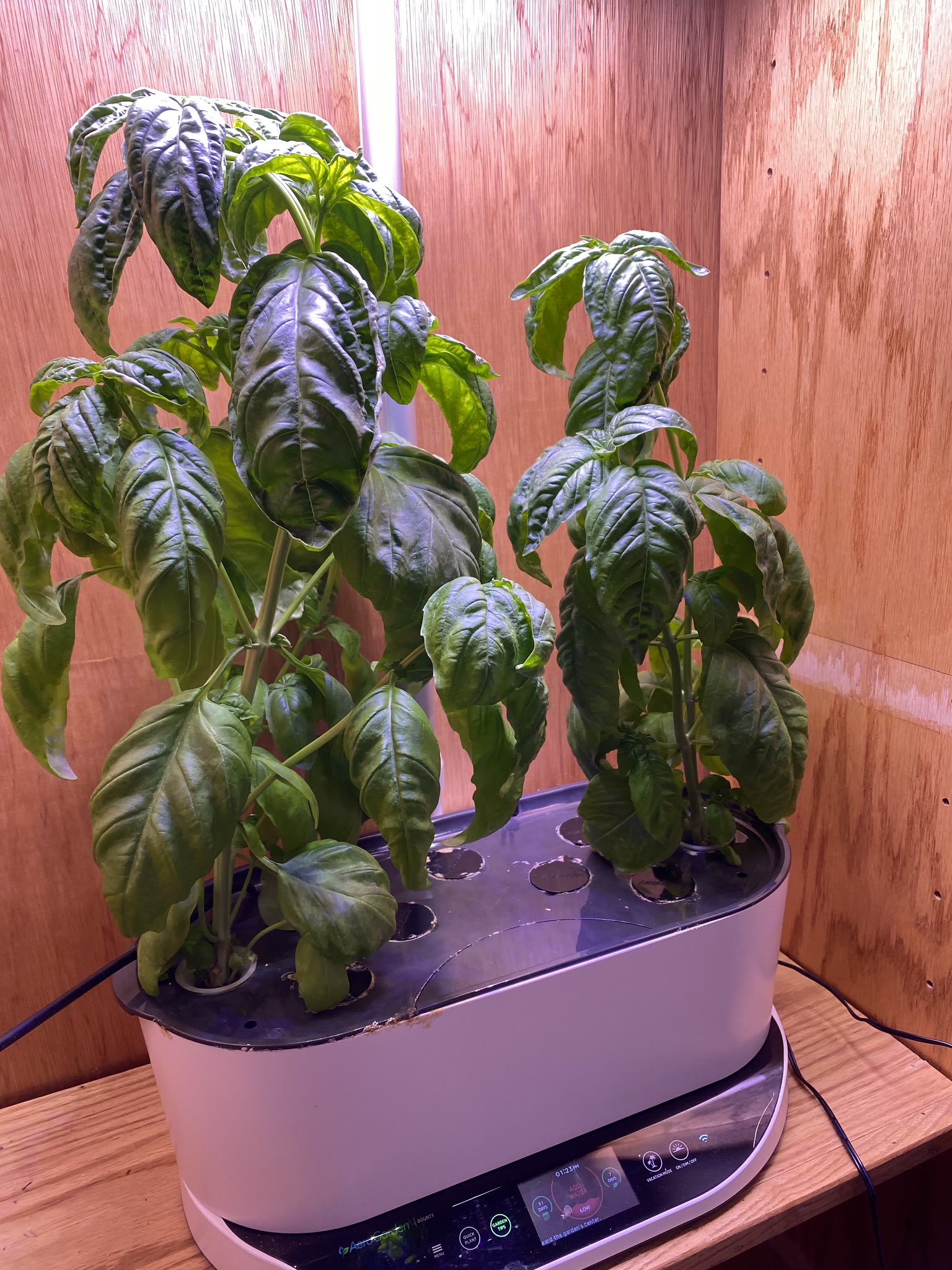 Update #7: Gonna make this a catch-all for the non-lemon balm herb machines, so I don't have to update multiple threads lol…