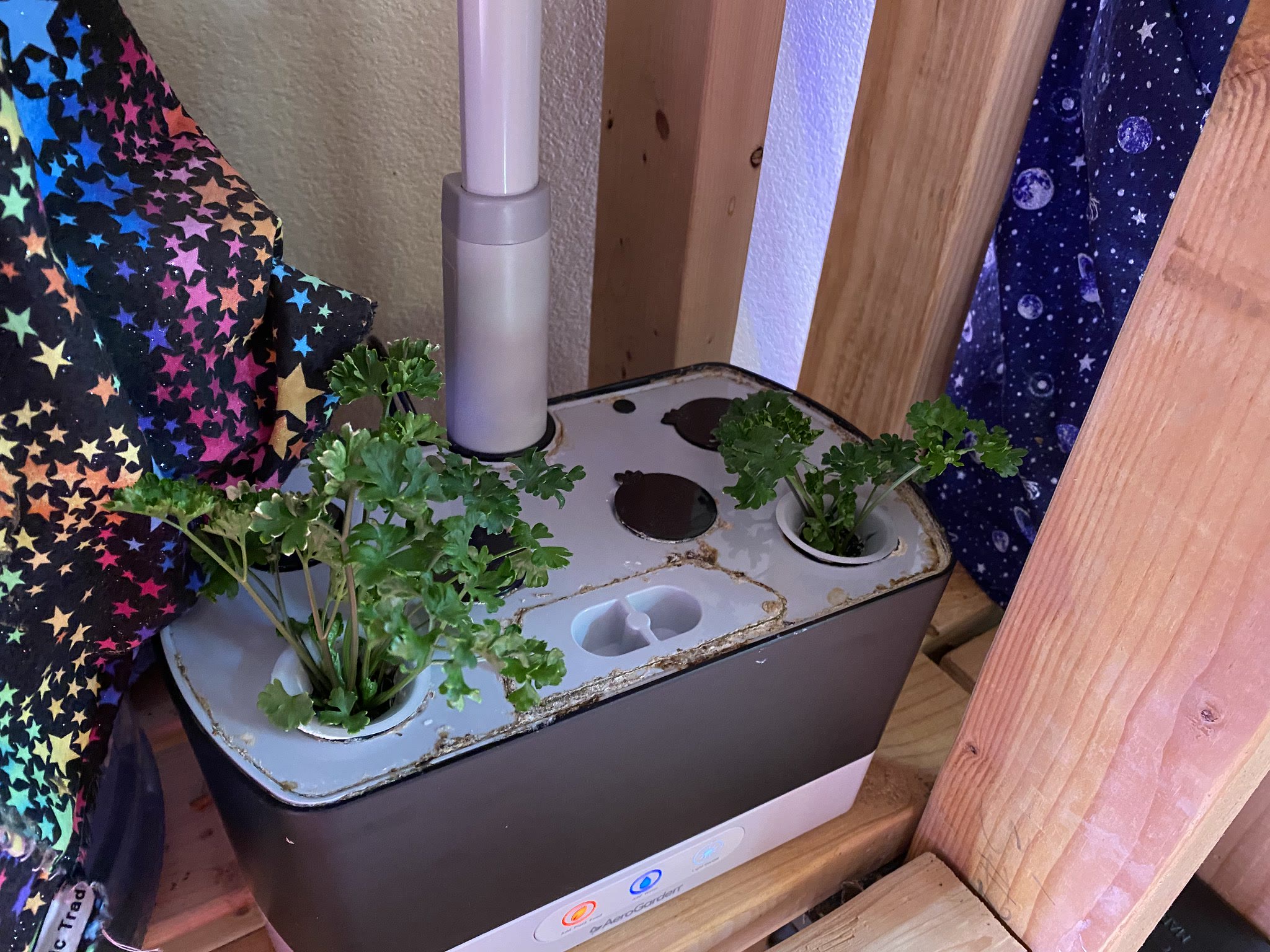 Update #15: Basil still going wild every time I turn my back!! Trimmed The harvest Sage!! Parsley Got the basil and a teeny …