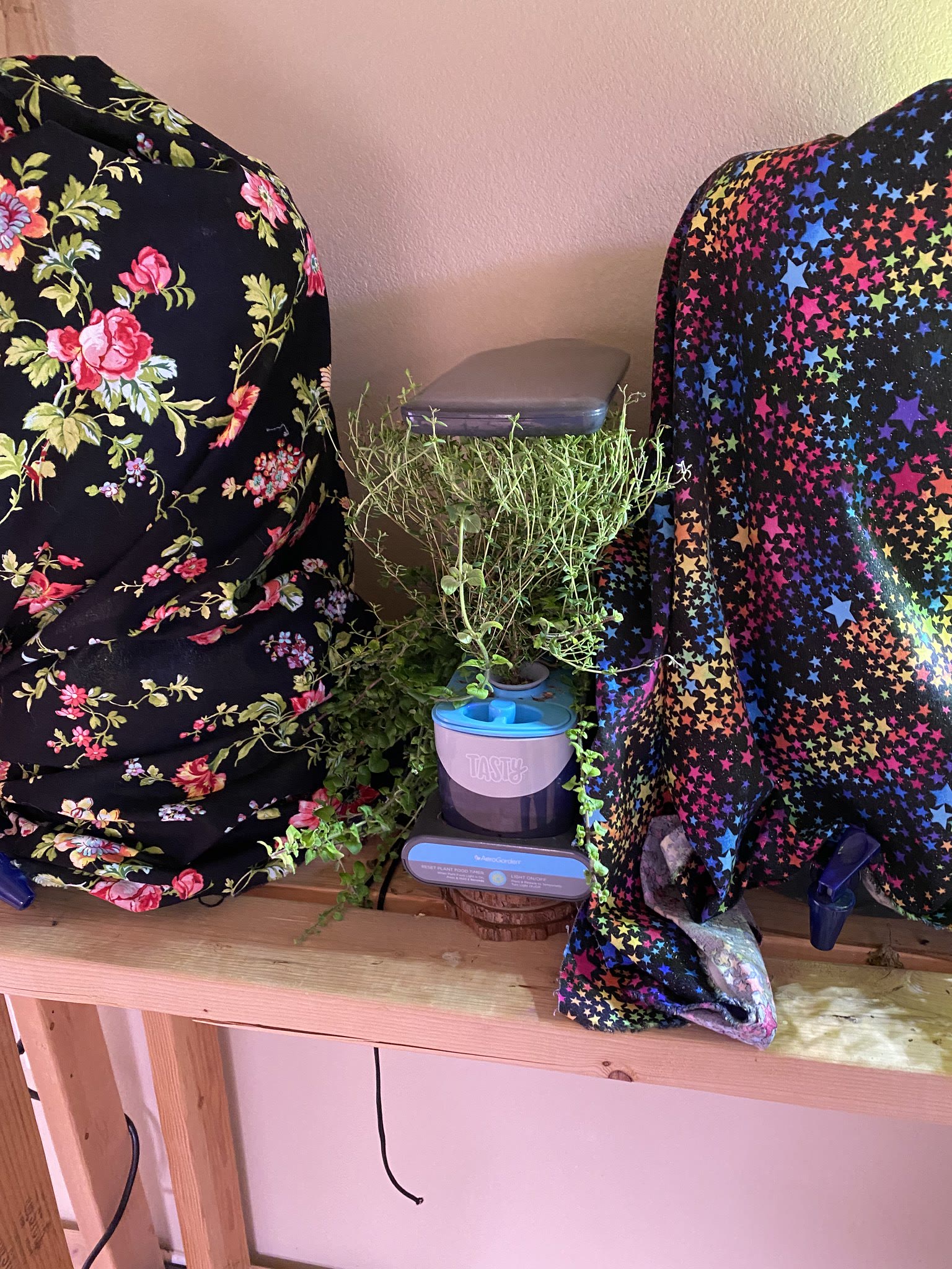 Update #10: I thinking I'll trim the sage up a bit tomorrow, it's starting to grow outside of the machine!! Same for the ore…