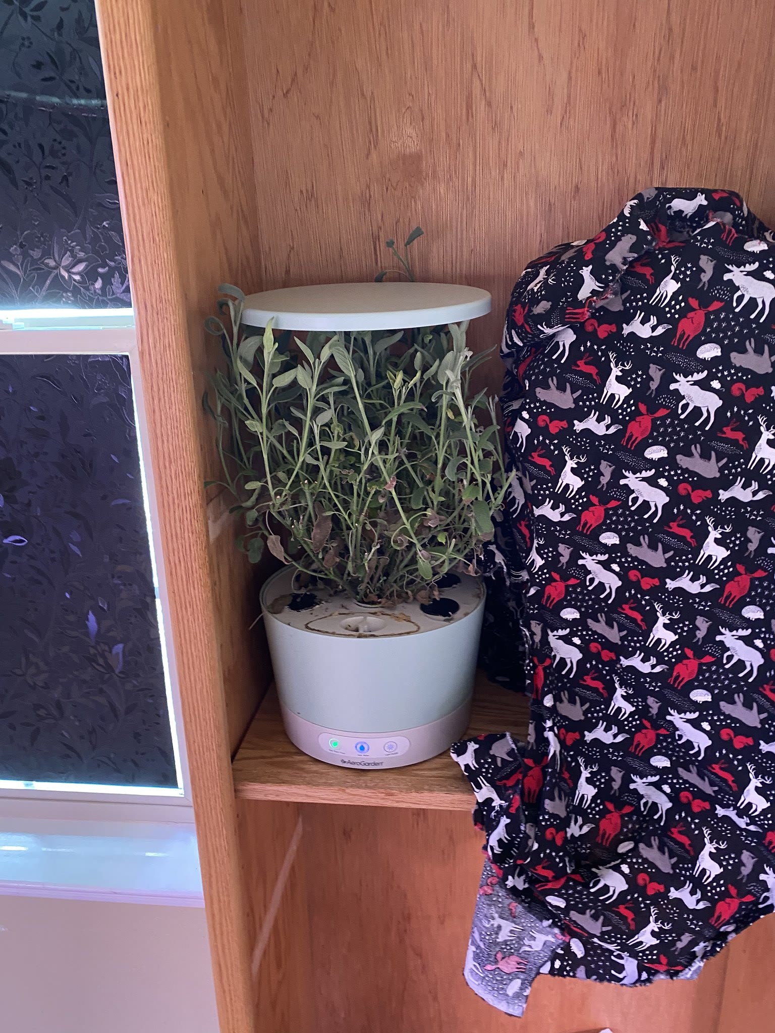 Update #16: The herbs all look good!! I think for the GAL I'm going to end two of these machines to grow the polka-dots plan…