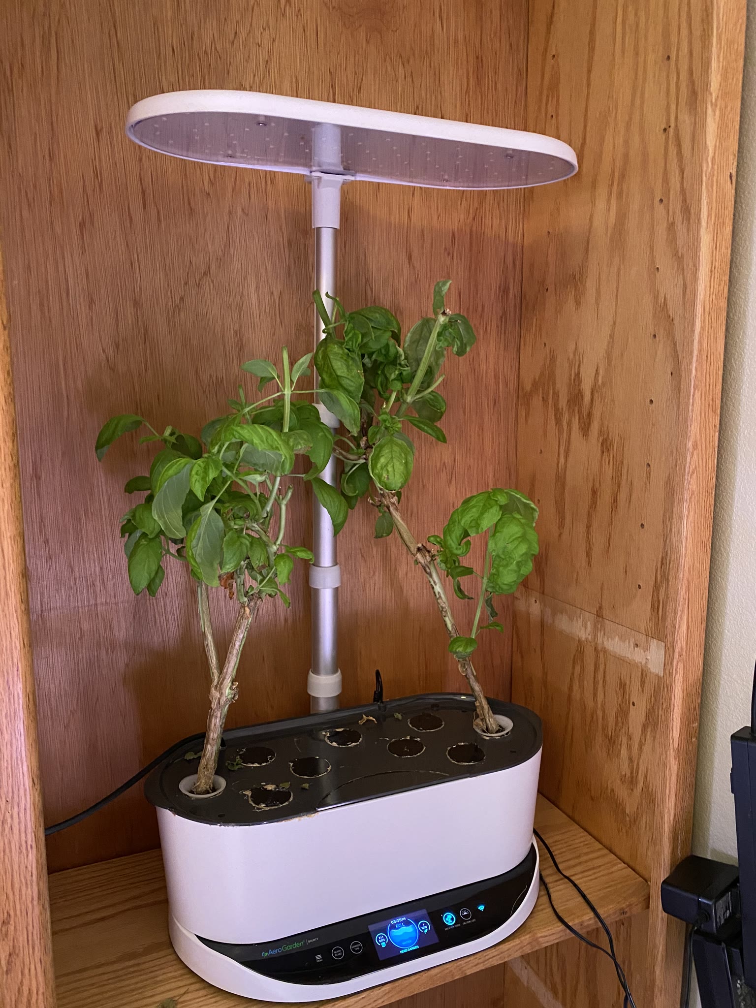 Update #21: Basil got a trimming Parsley's still doing well