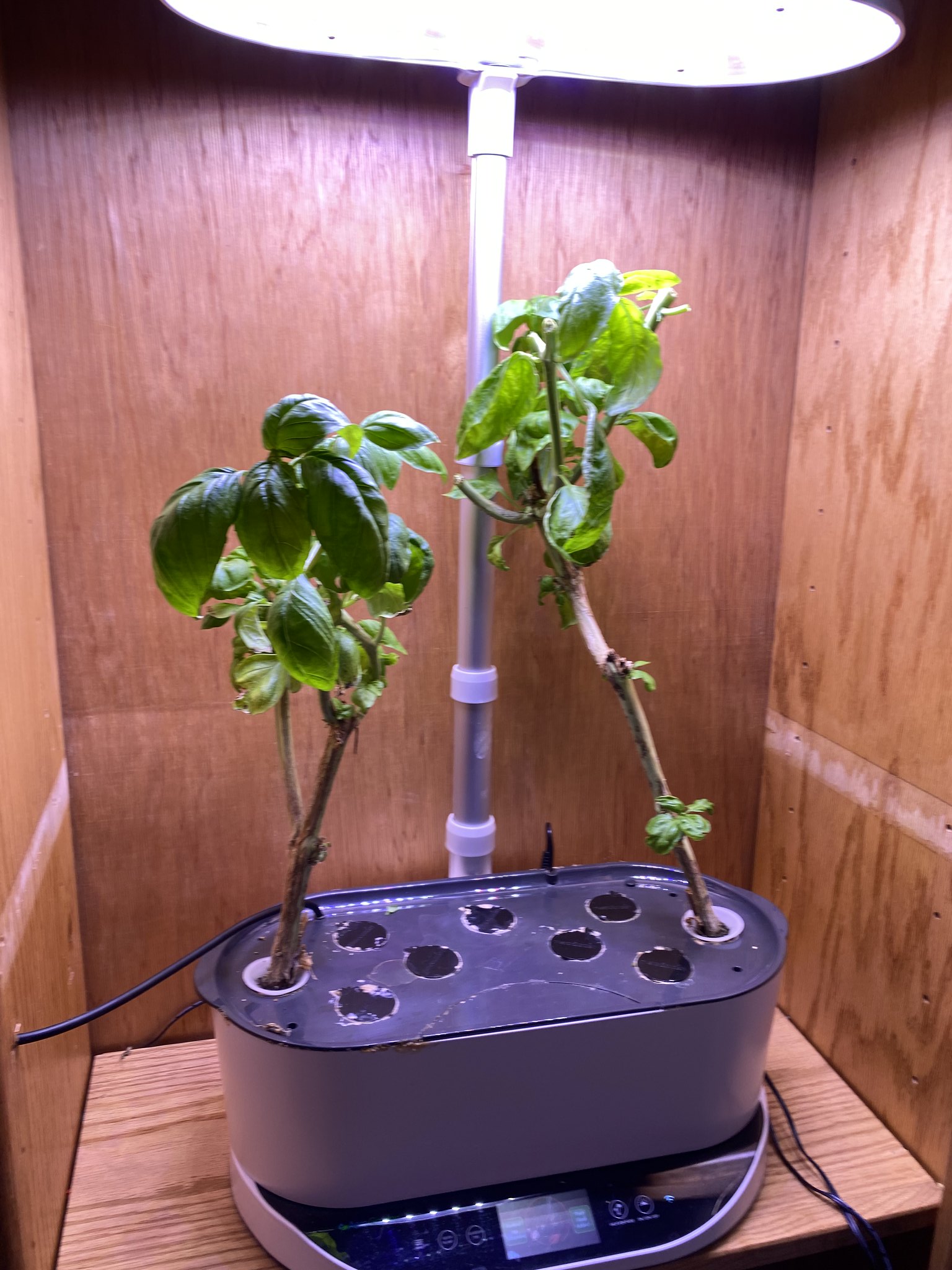 Update #19: Fed and trimmed the basil!! I think when the next feeding rolls around I'll end this. I'm overflowing with dried…