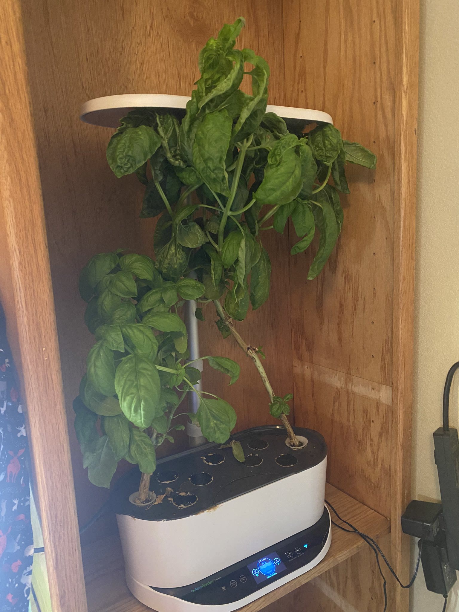 Update #18: The parsley is getting much fuller! It'll be time for a trim soon.It's time to trim the basil too!!