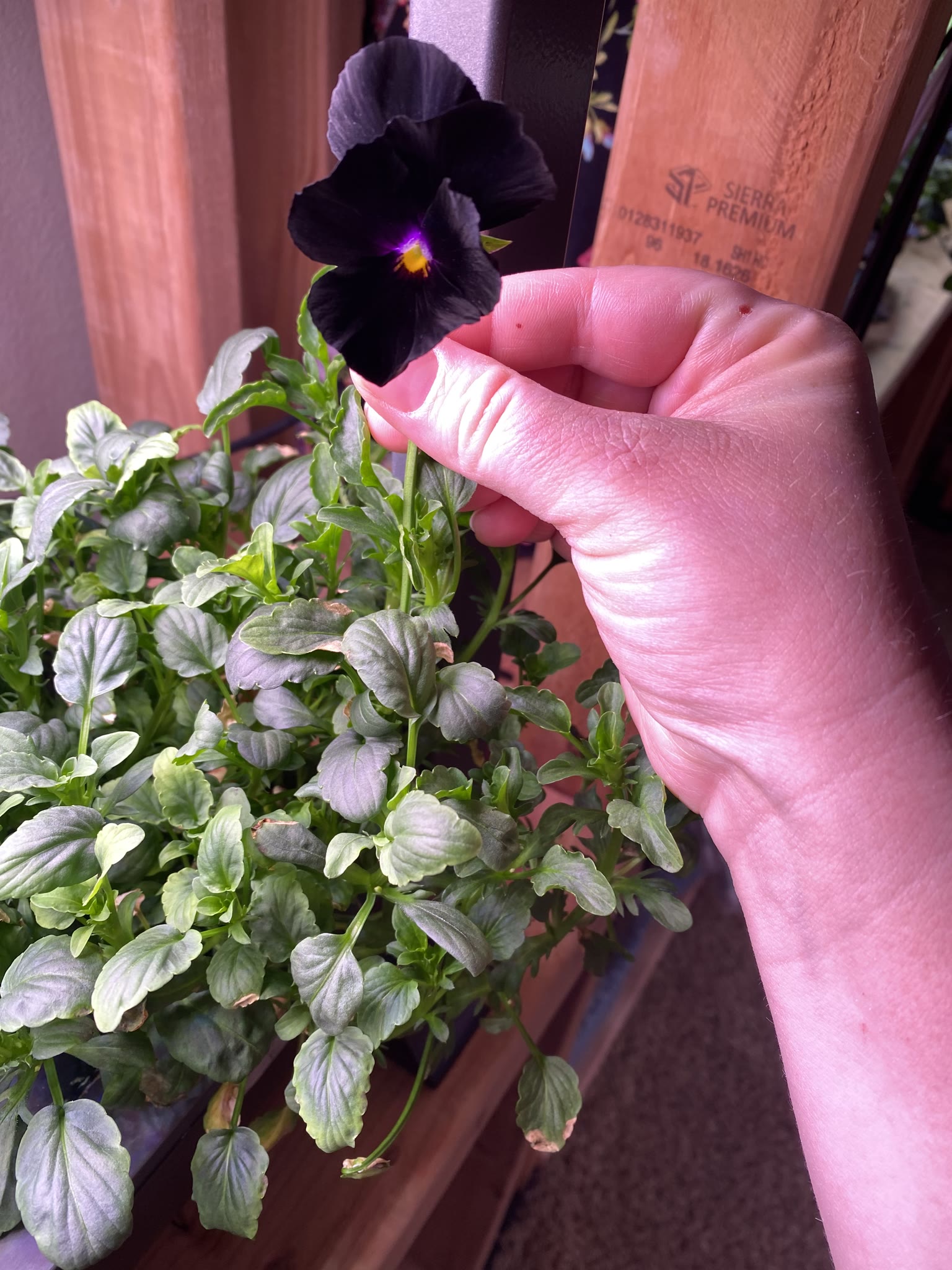 Update #8: The flowers have started to take off!! The white pansies are a bit of a disappointment, though still beautiful. …