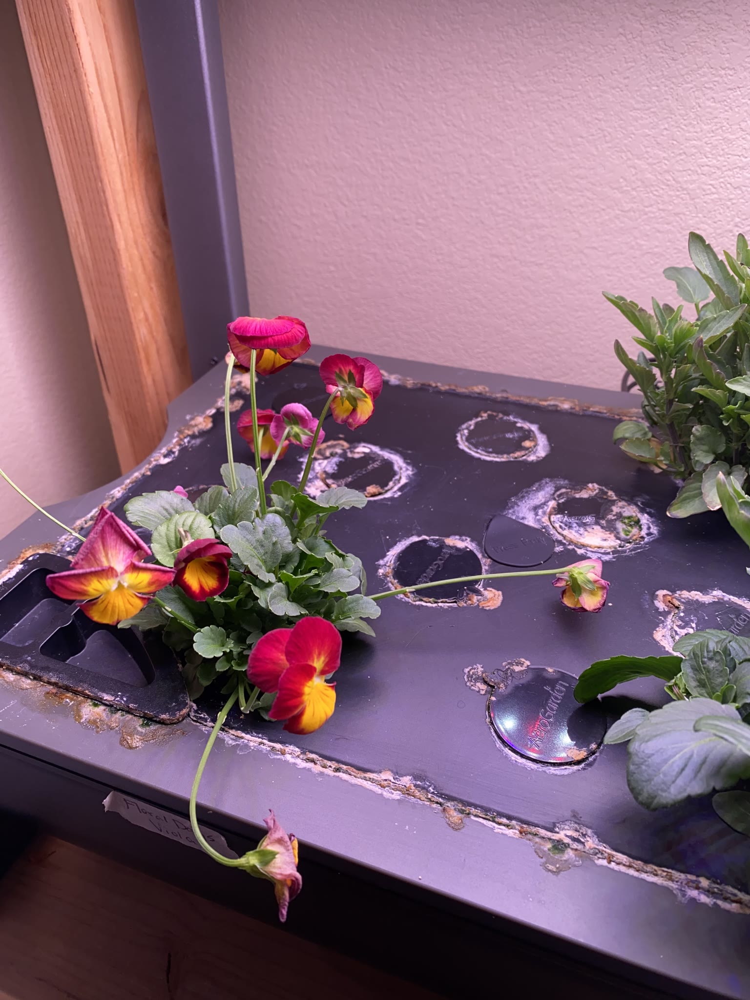 Update #7: Flowers looking super nice!!
