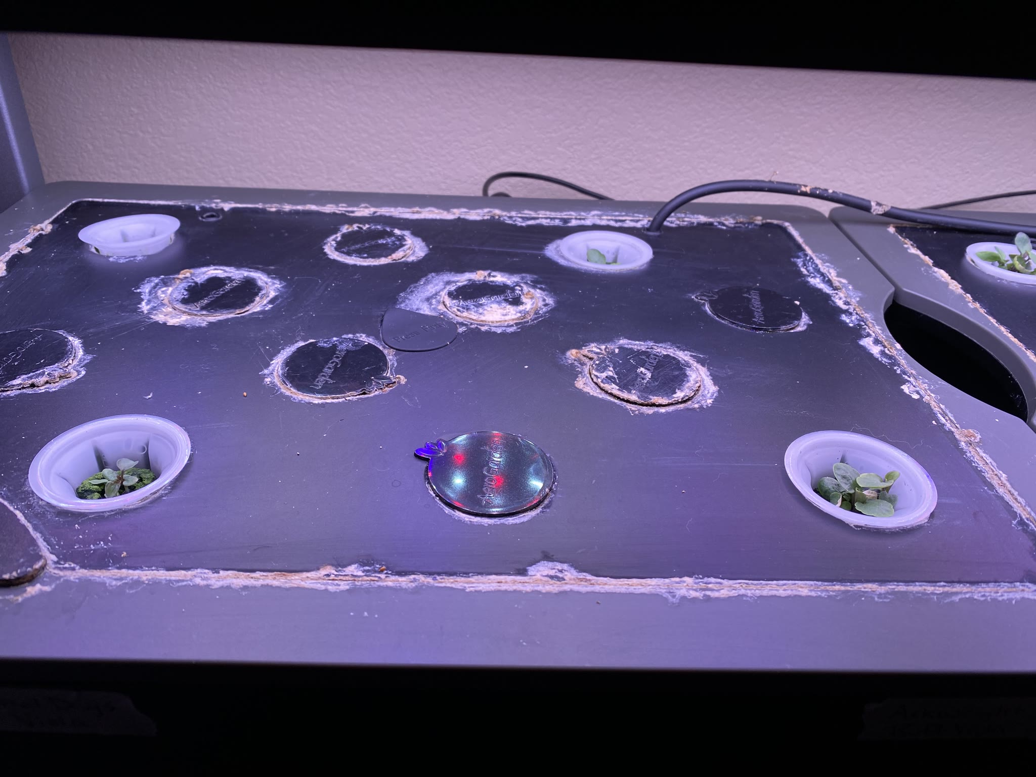 Update #2: All the pansies are up!! 3 out of the 4 violas came up!