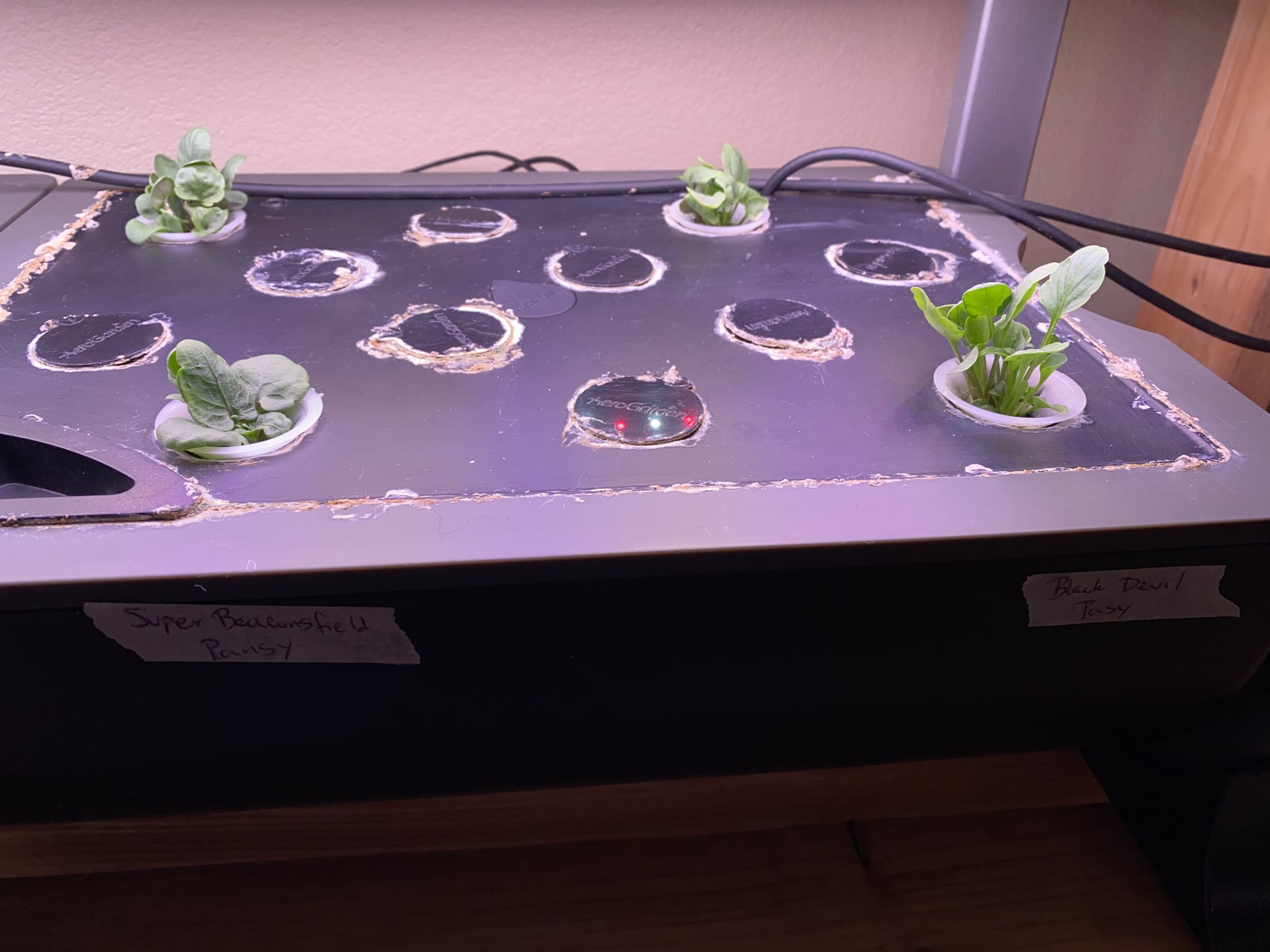 Update #3: The flowers are all coming along really nicely