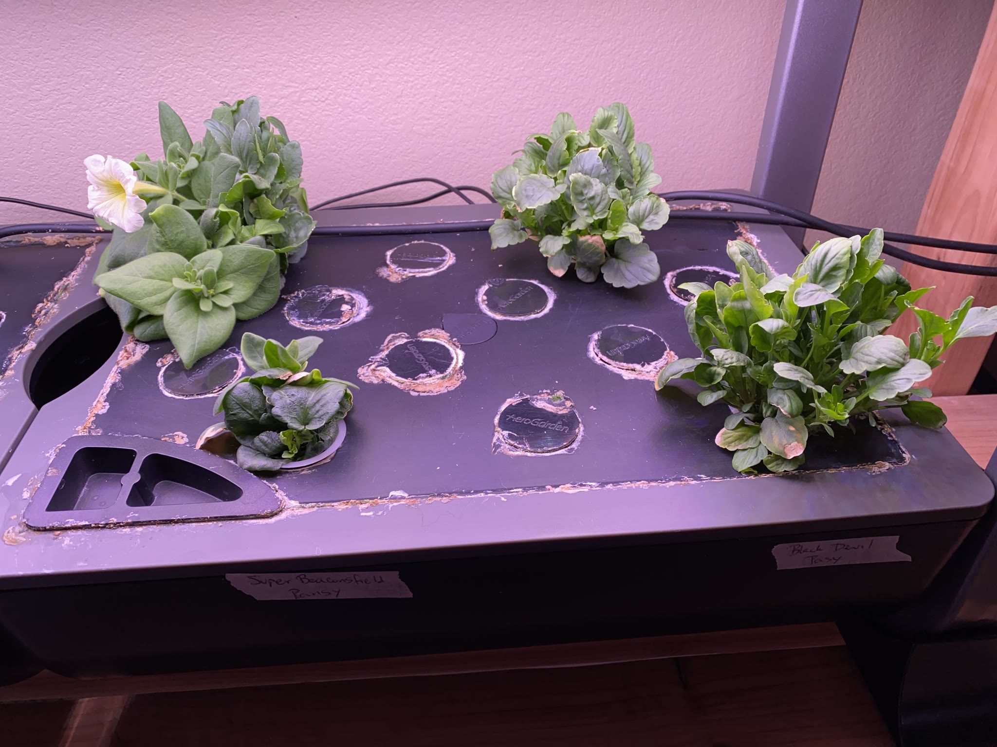 Update #5: I've got flowers!!