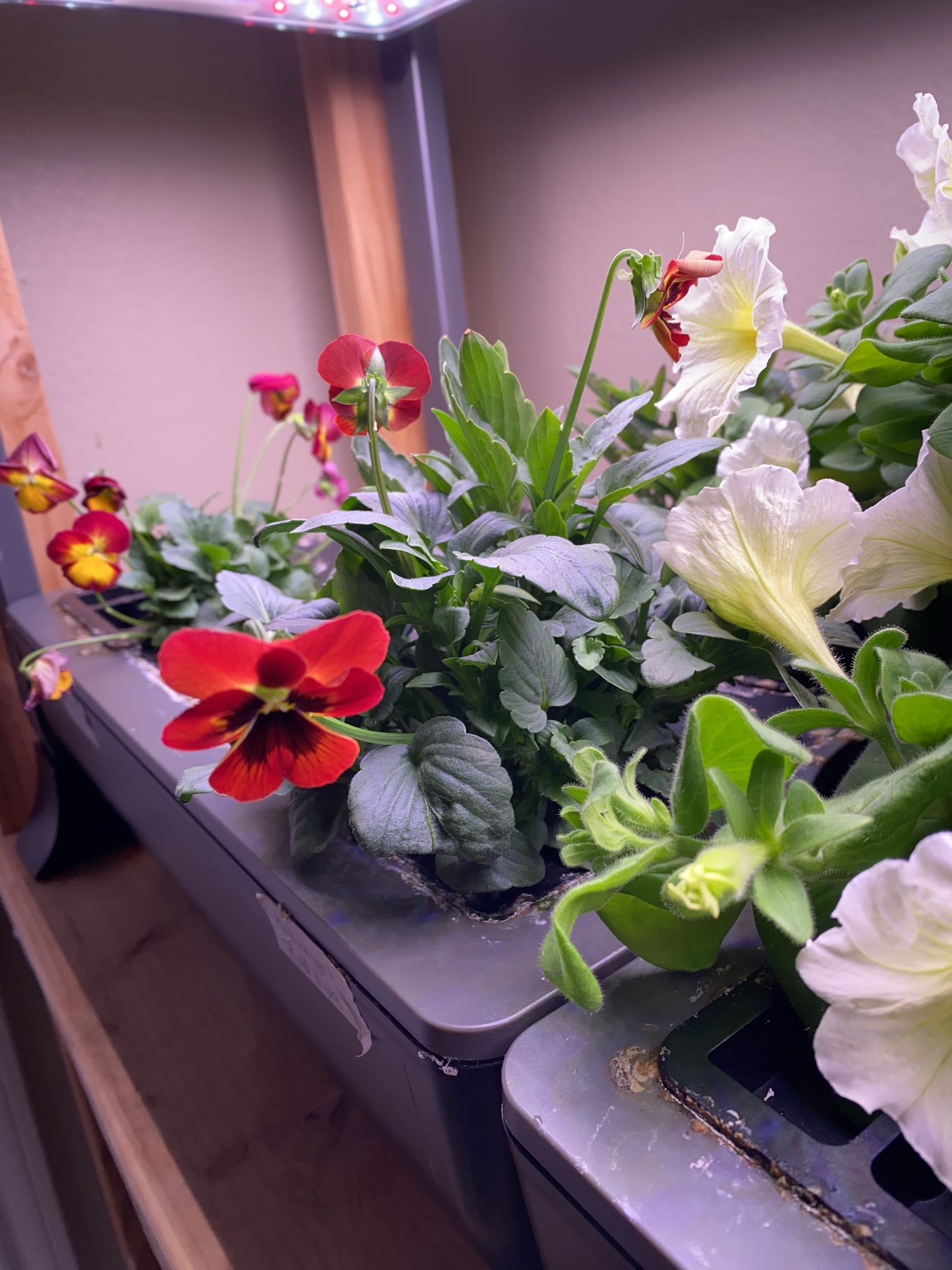 Update #7: Flowers looking super nice!!