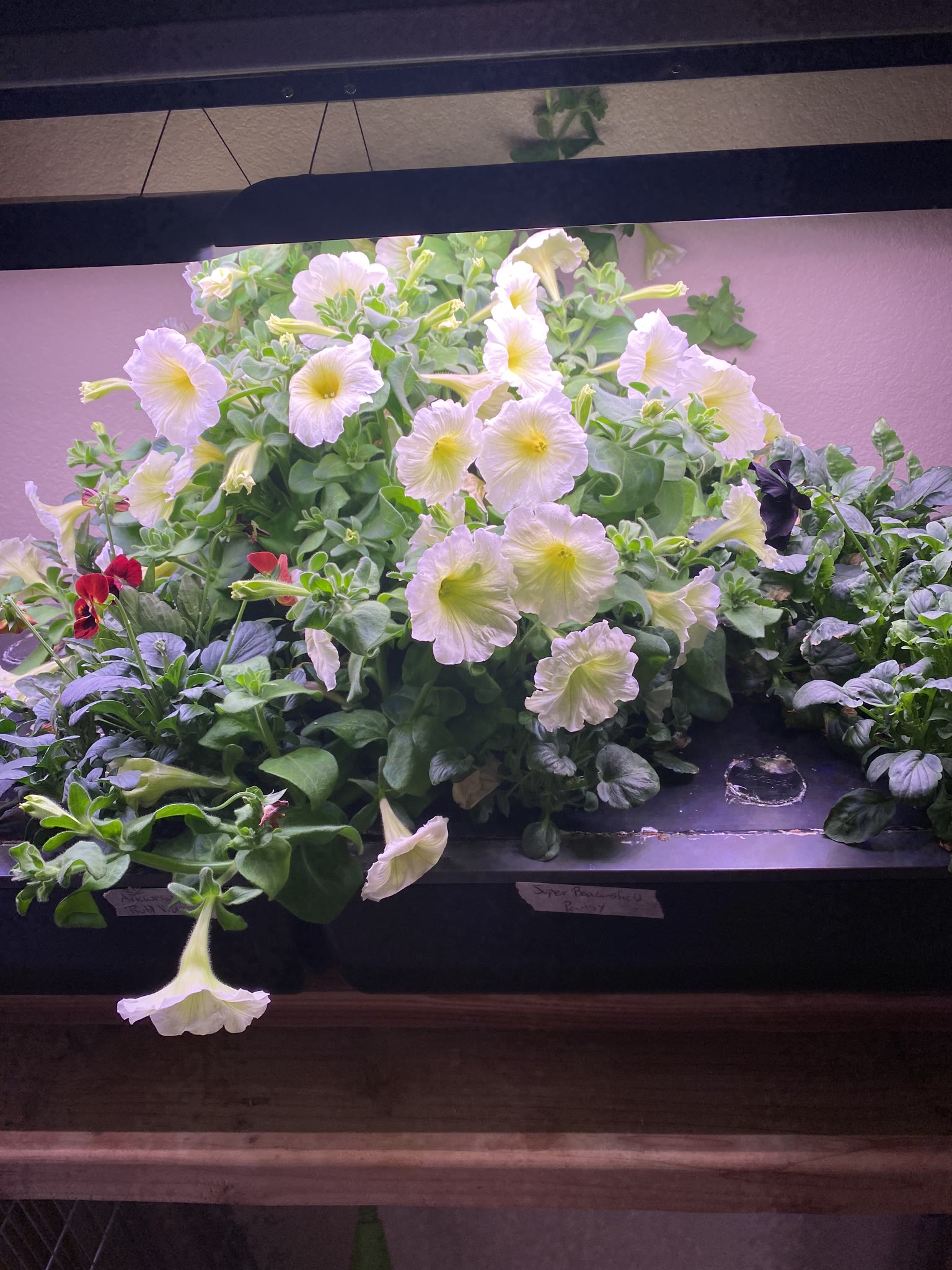 Update #8: The flowers have started to take off!! The white pansies are a bit of a disappointment, though still beautiful. …