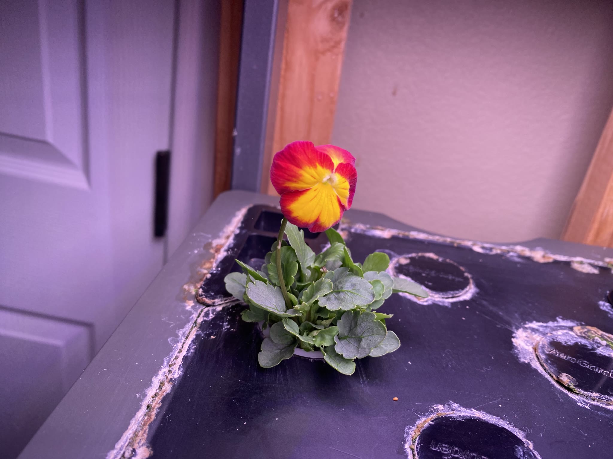 Update #5: I've got flowers!!