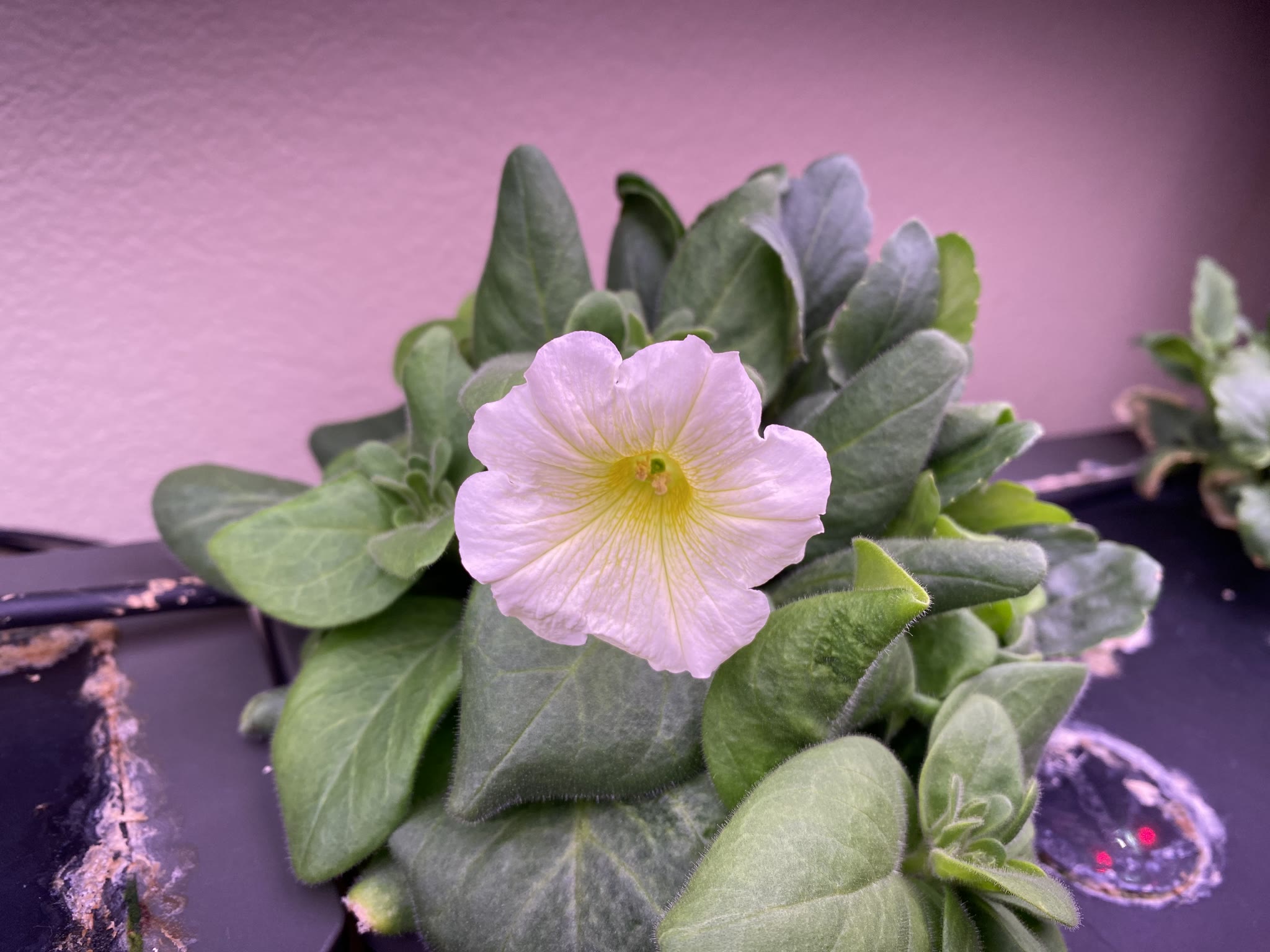 Update #5: I've got flowers!!